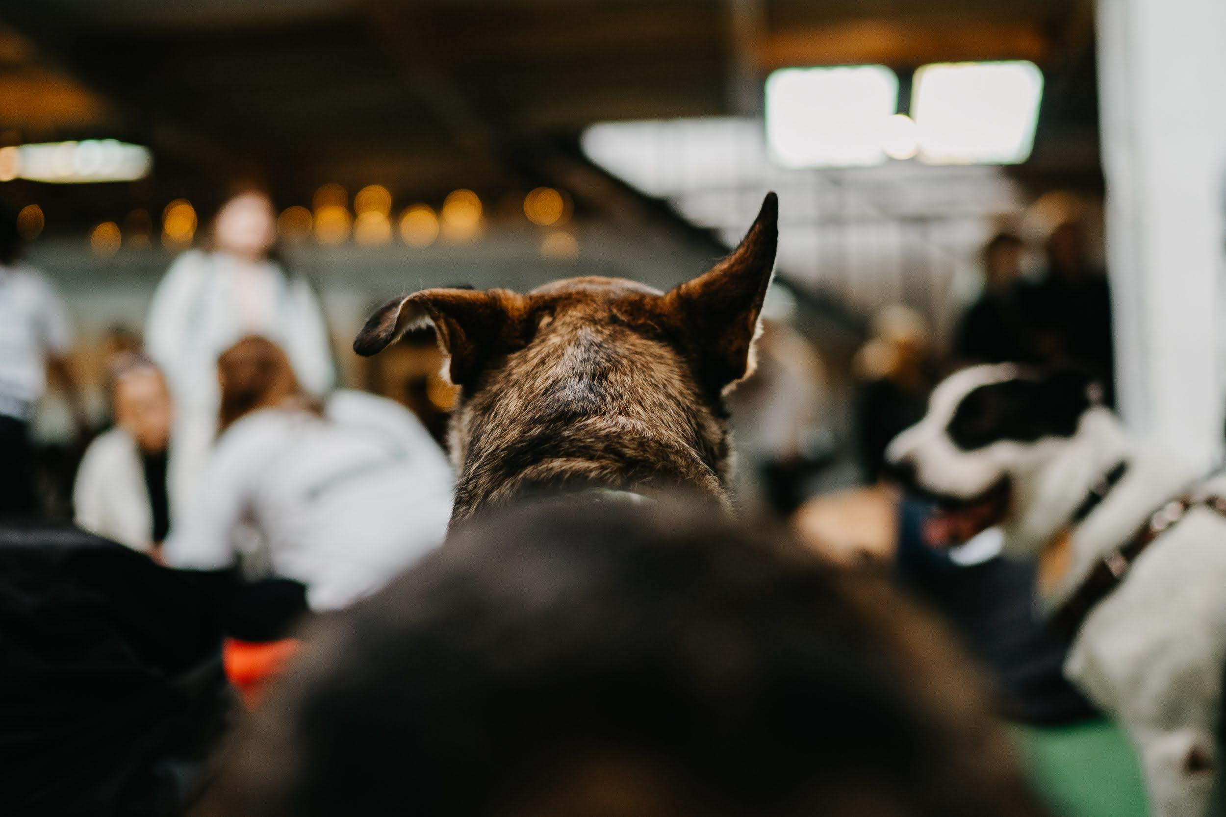 Shelter dogs. Real moments between people and their dogs
