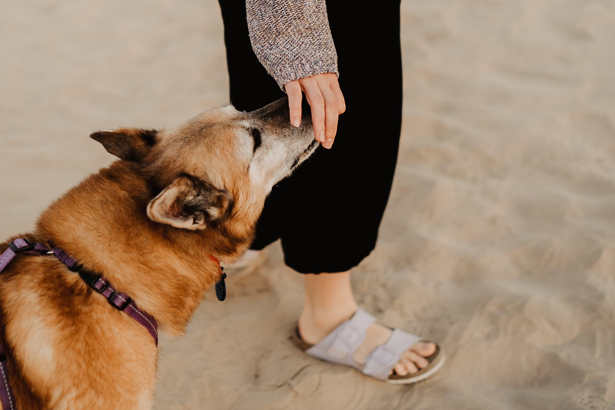 Violet and Hvostik. Real moments between people and their dogs