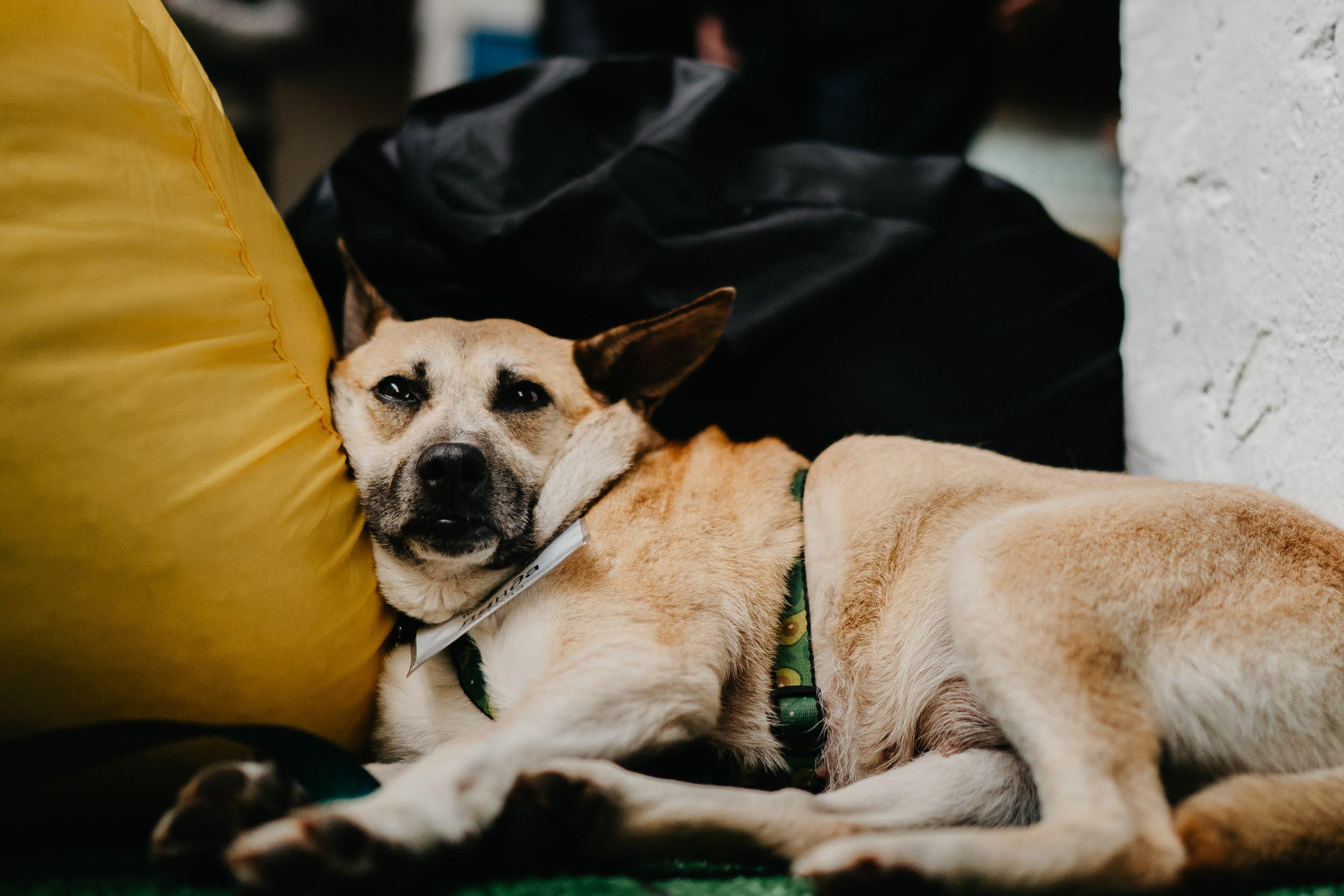 Shelter dogs. Real moments between people and their dogs