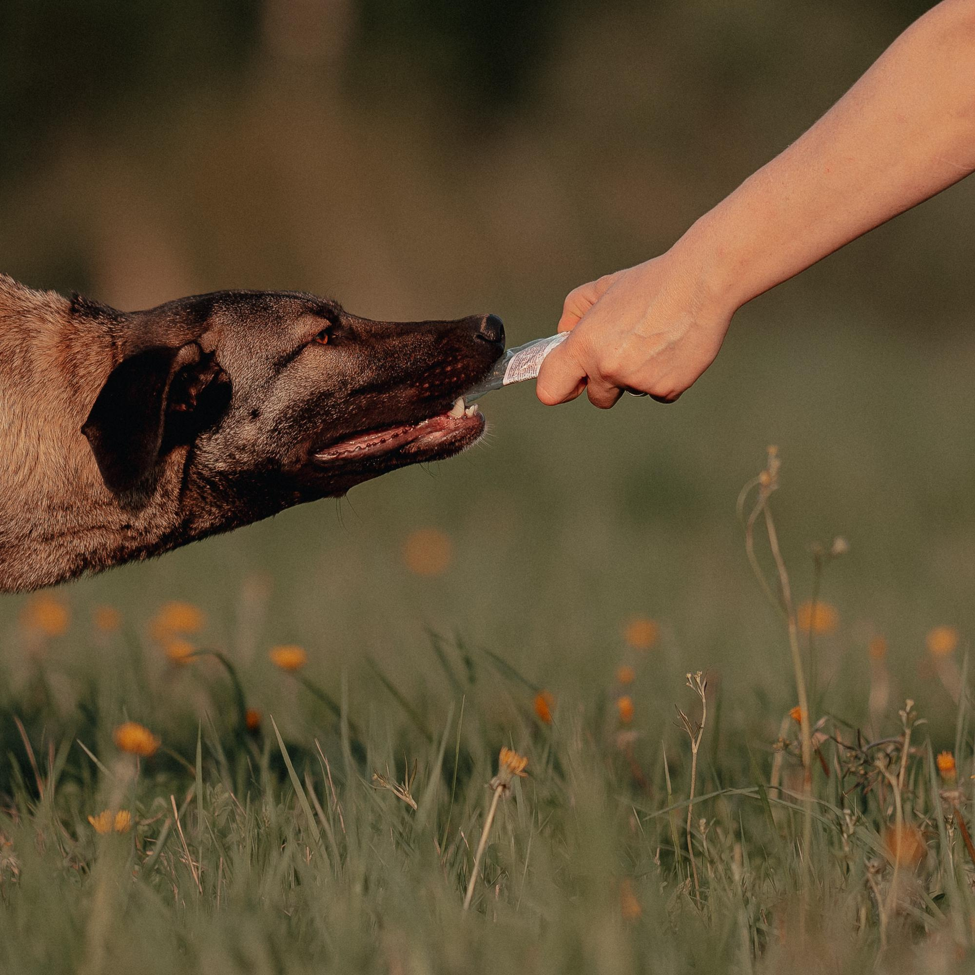 Are they looking for or have found a family. Real moments between people and their dogs