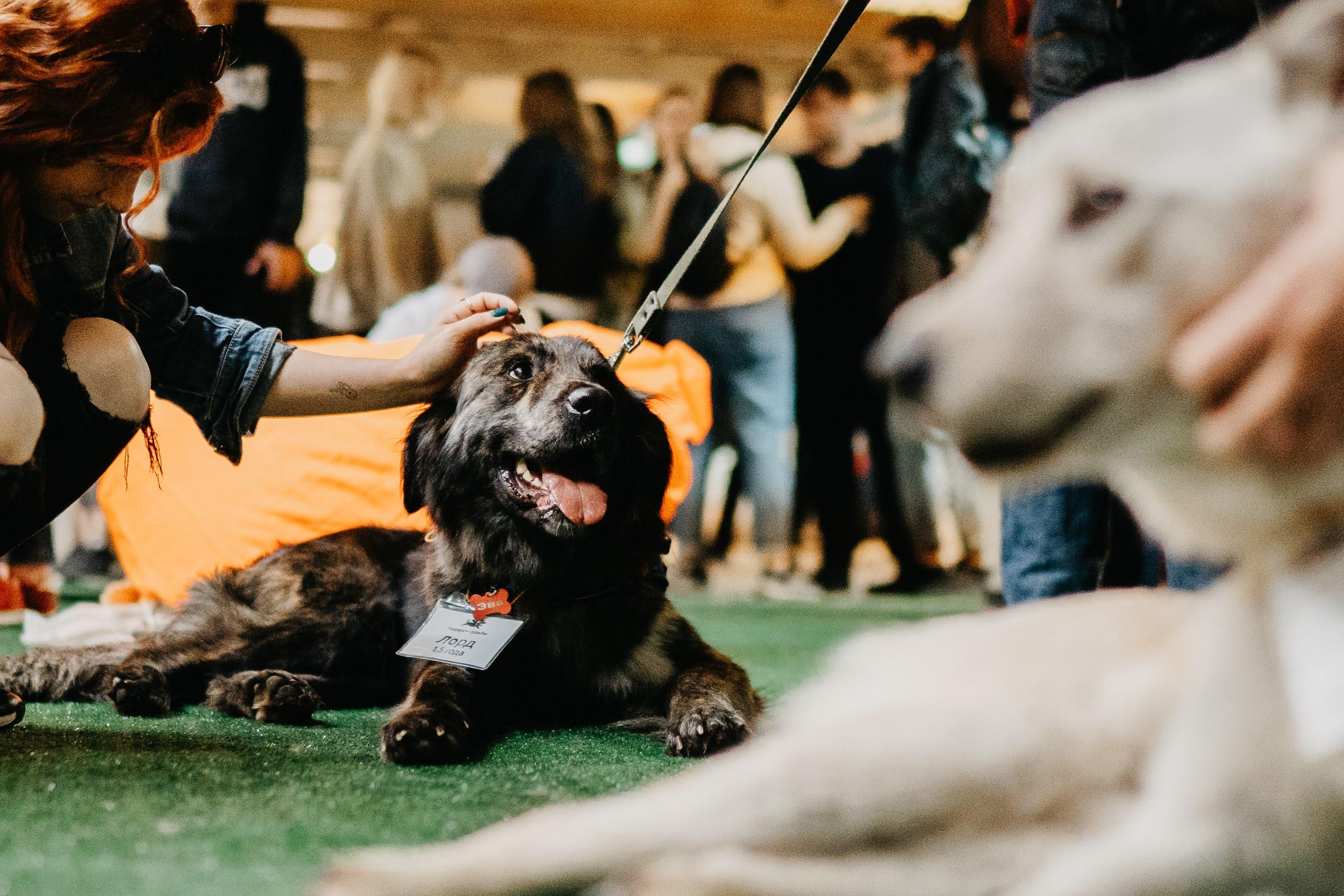 Shelter dogs. Real moments between people and their dogs
