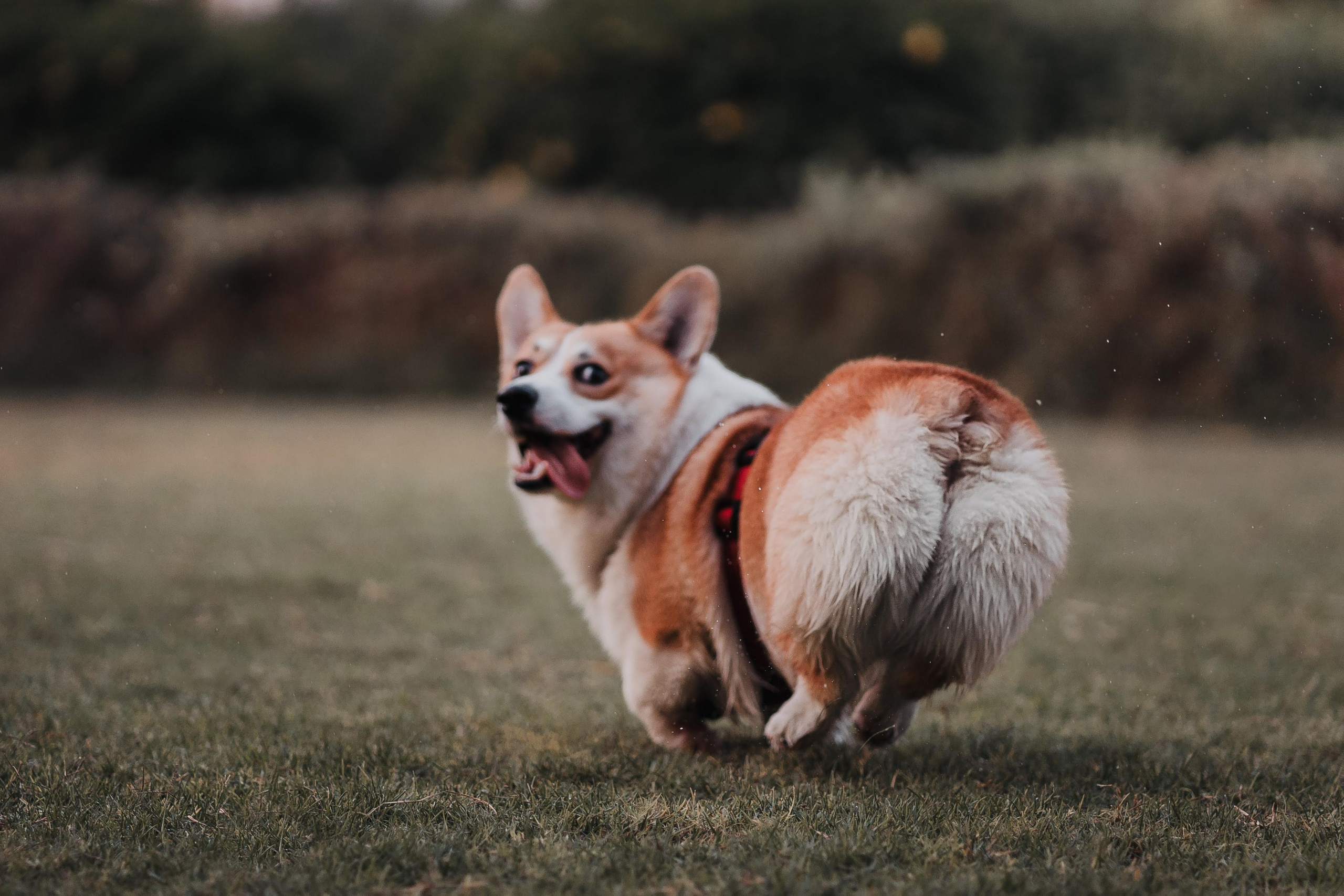 Family photo shoot. Real moments between people and their dogs