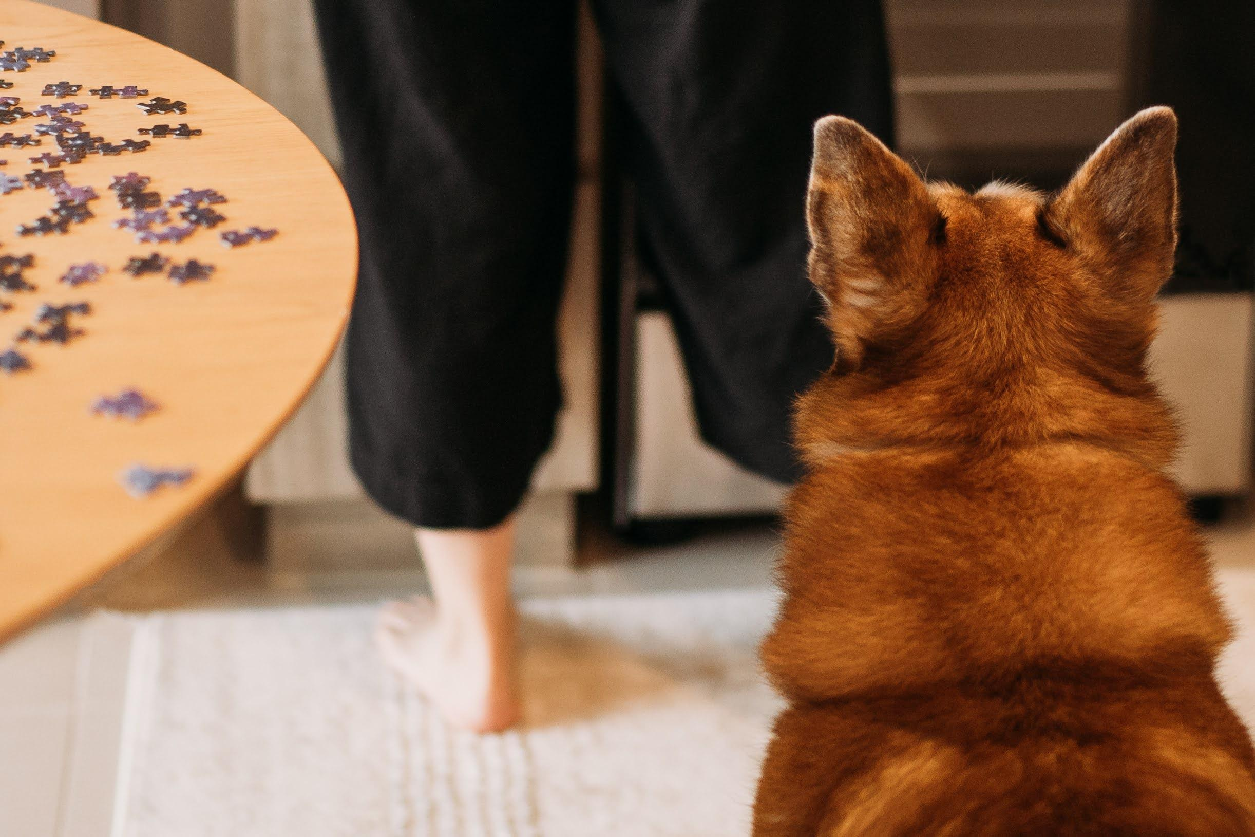 Violet and Hvostik. Real moments between people and their dogs
