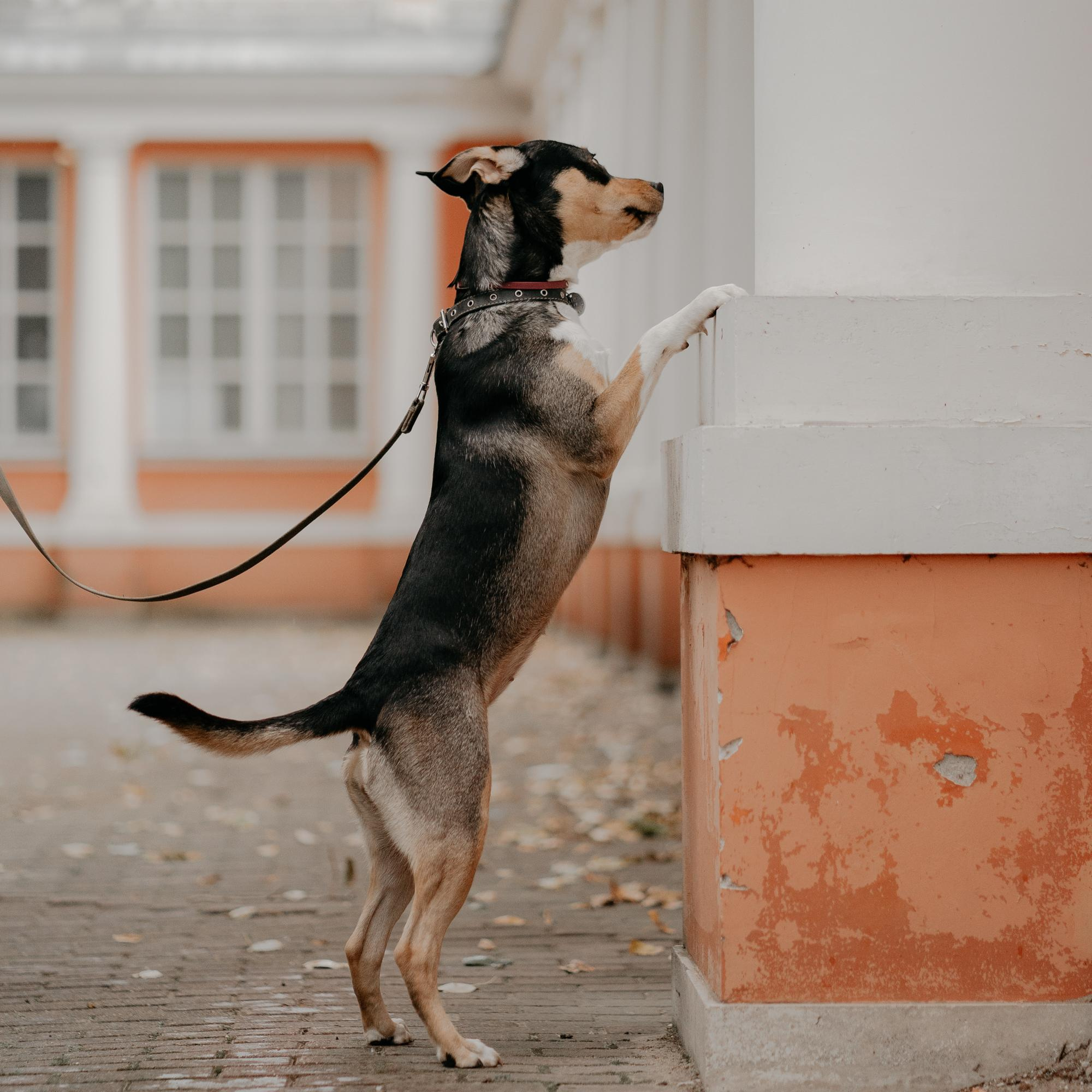 Elena and Molli. Real moments between people and their dogs