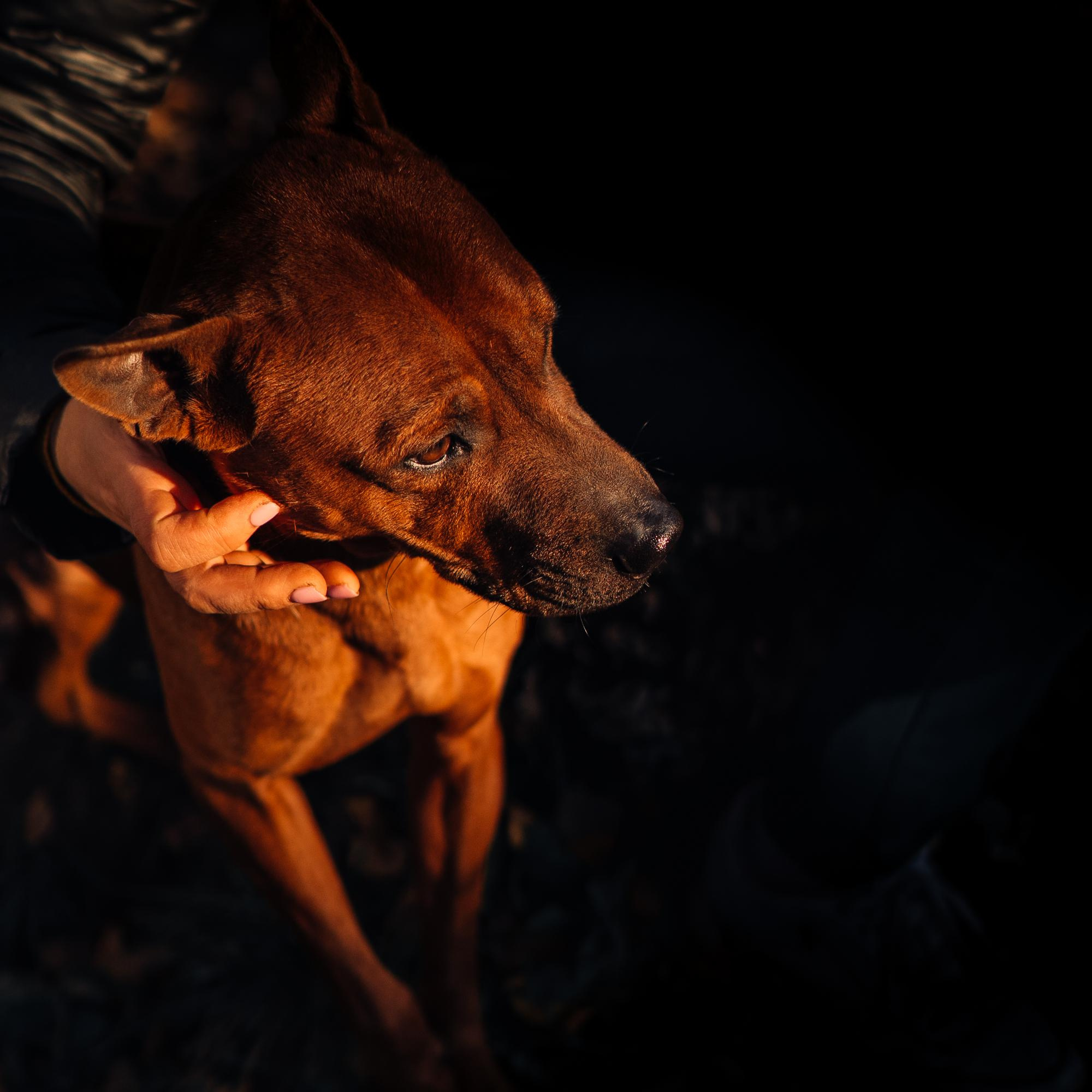 Are they looking for or have found a family. Real moments between people and their dogs