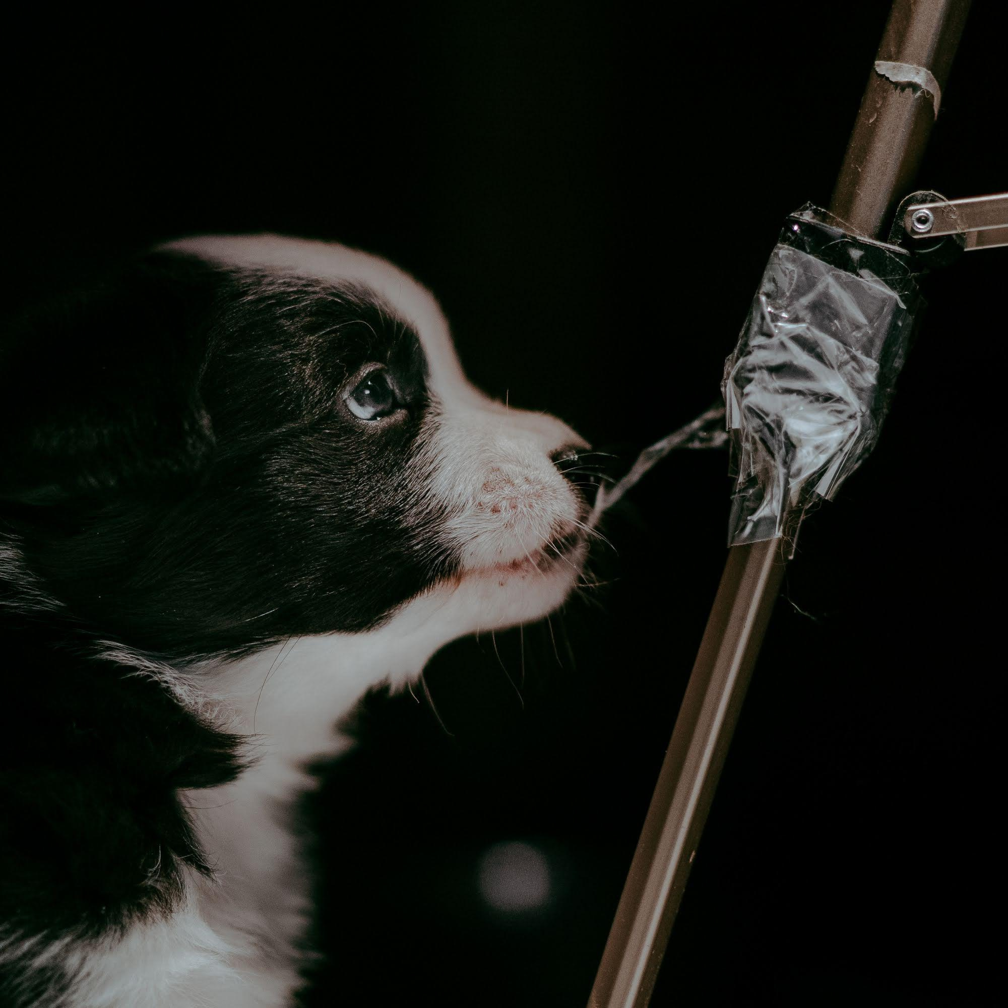 Are they looking for or have found a family. Real moments between people and their dogs