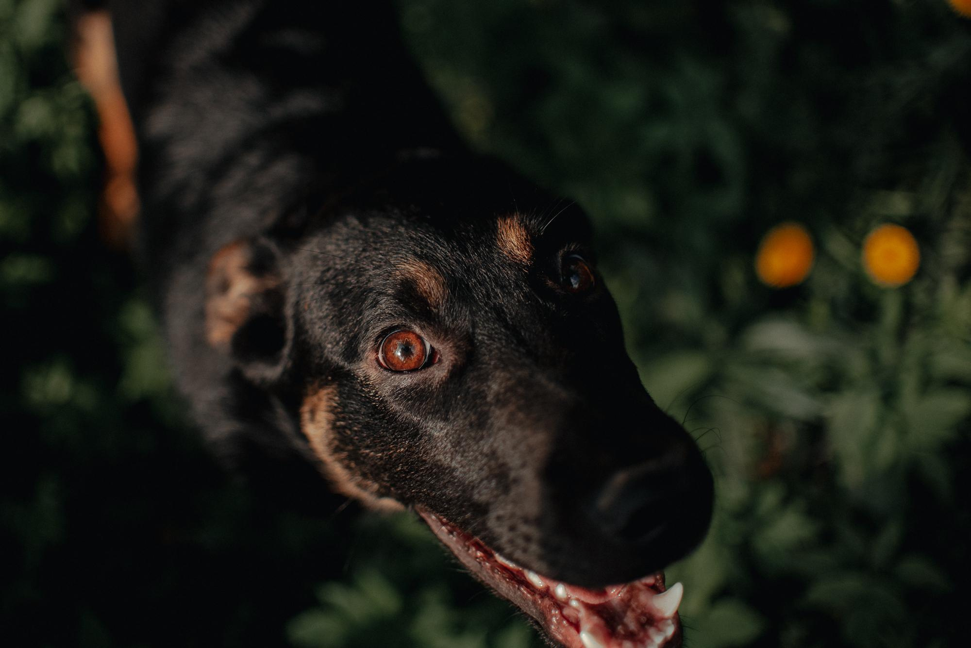 Are they looking for or have found a family. Real moments between people and their dogs