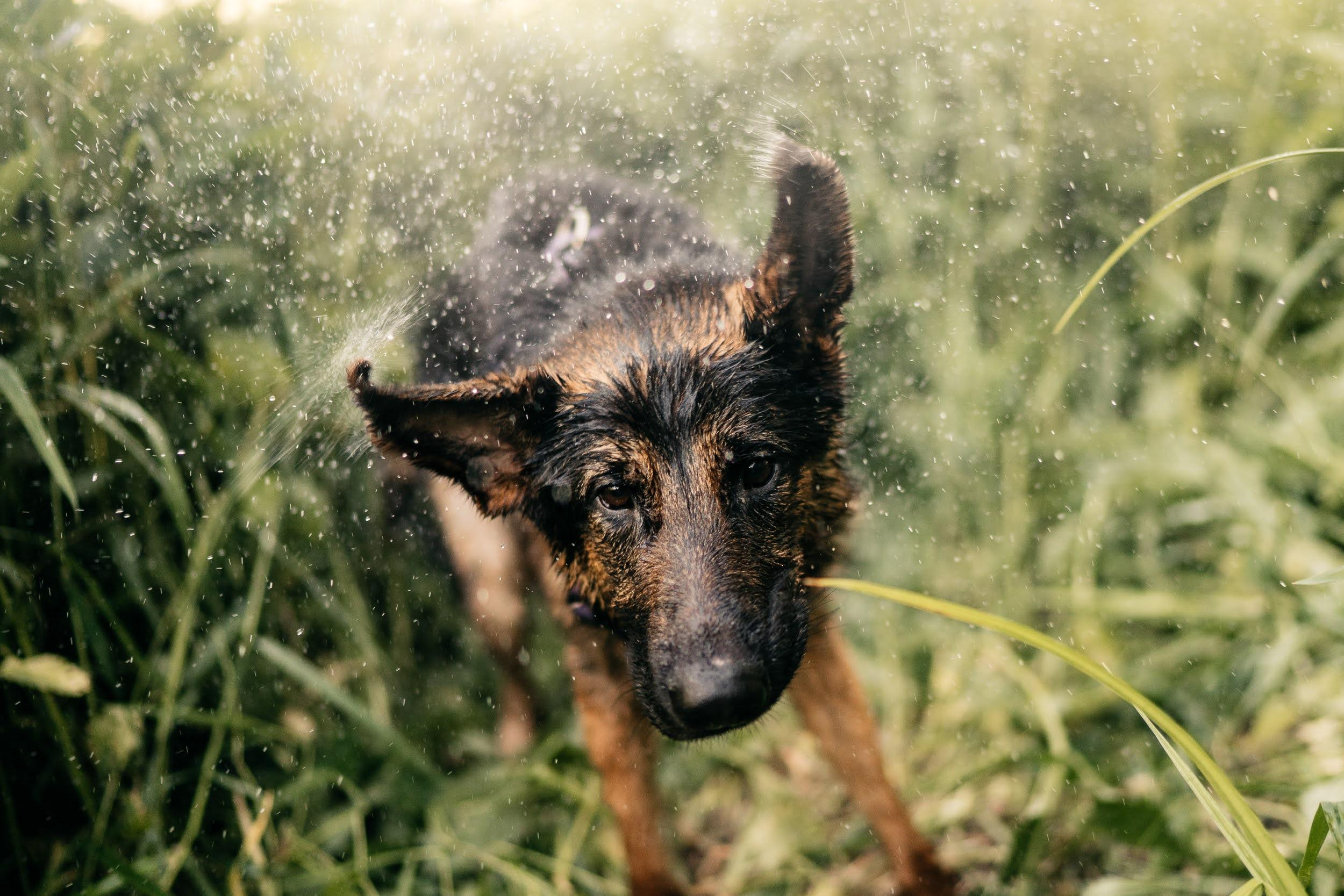 Are they looking for or have found a family. Real moments between people and their dogs