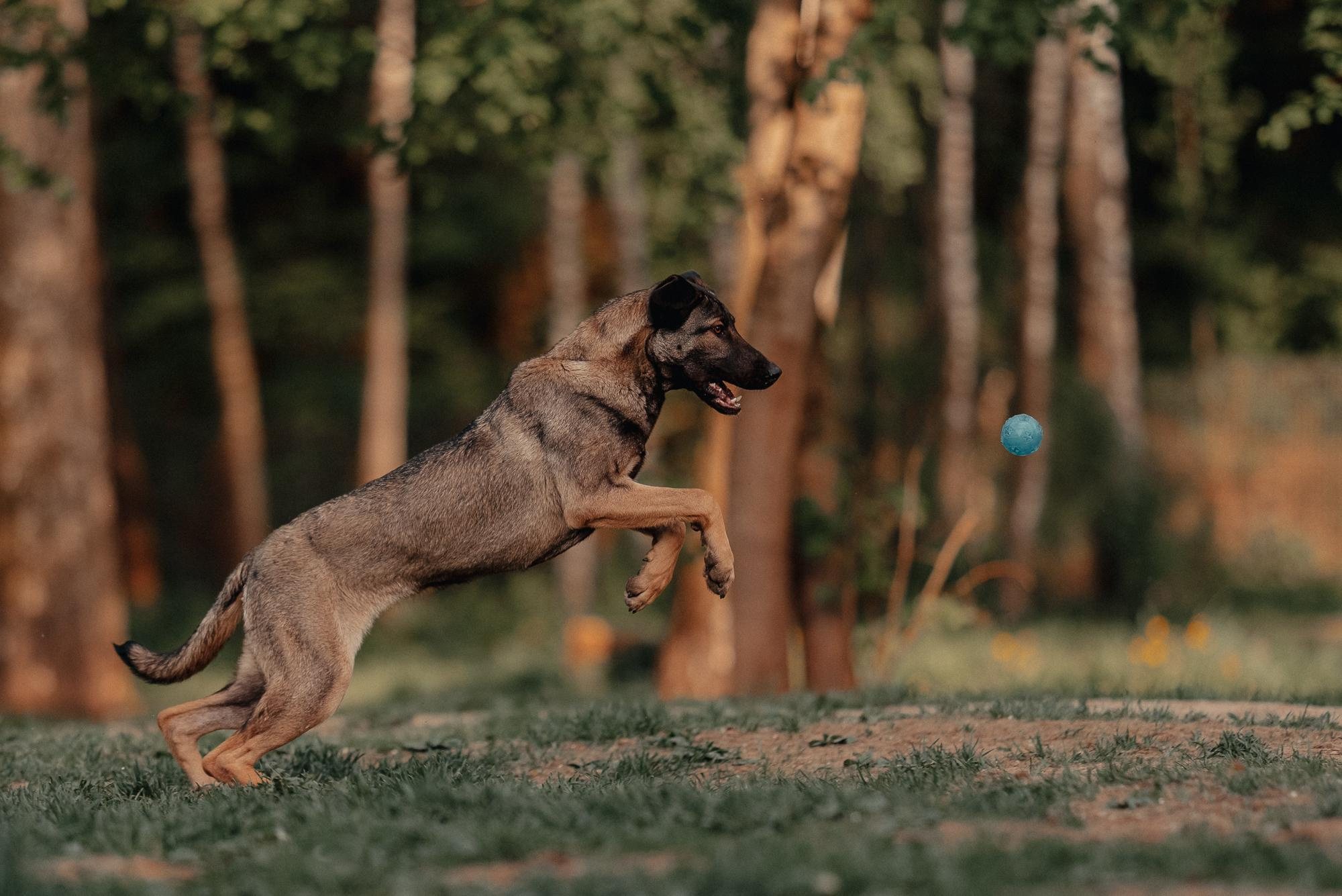 Are they looking for or have found a family. Real moments between people and their dogs