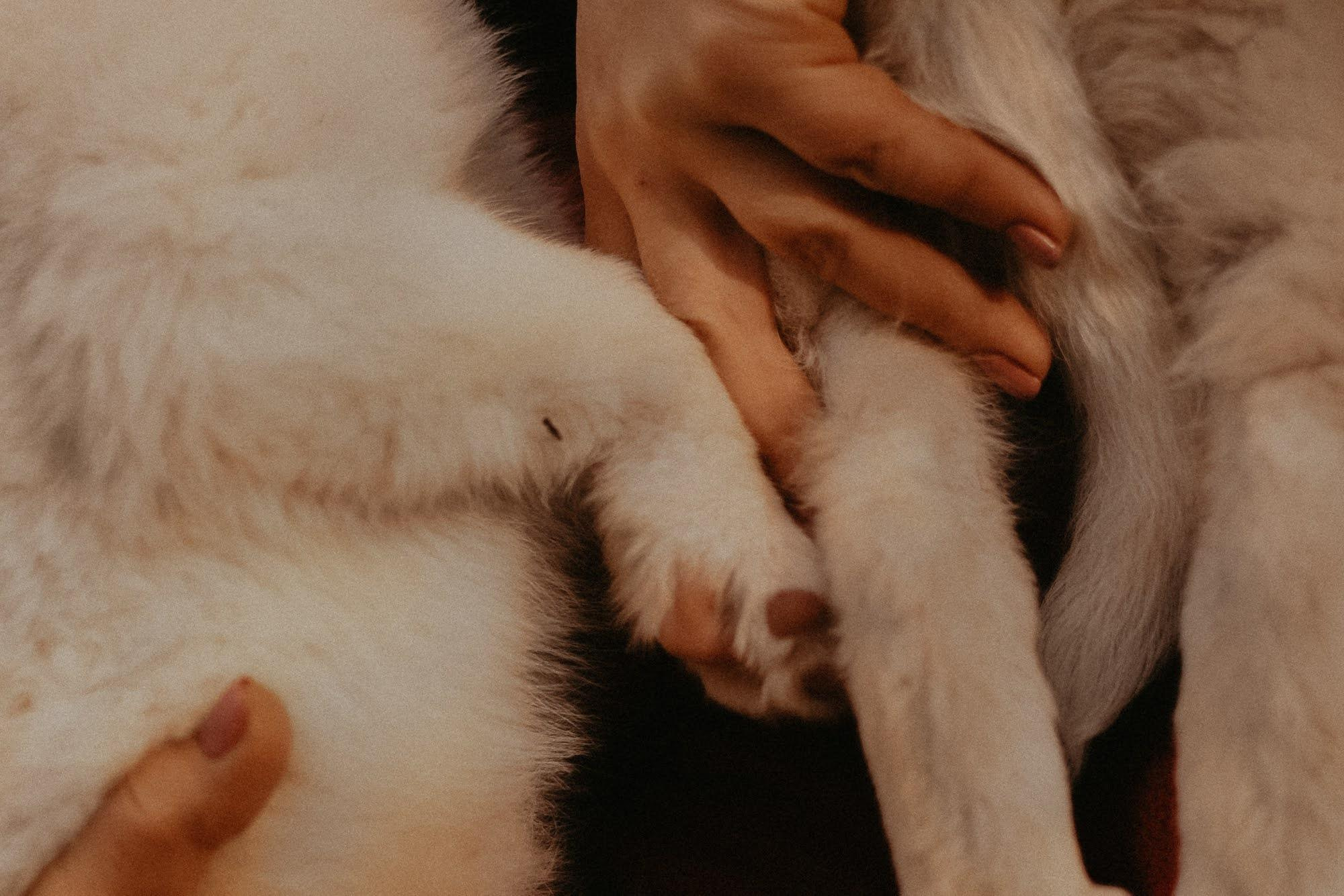 Are they looking for or have found a family. Real moments between people and their dogs