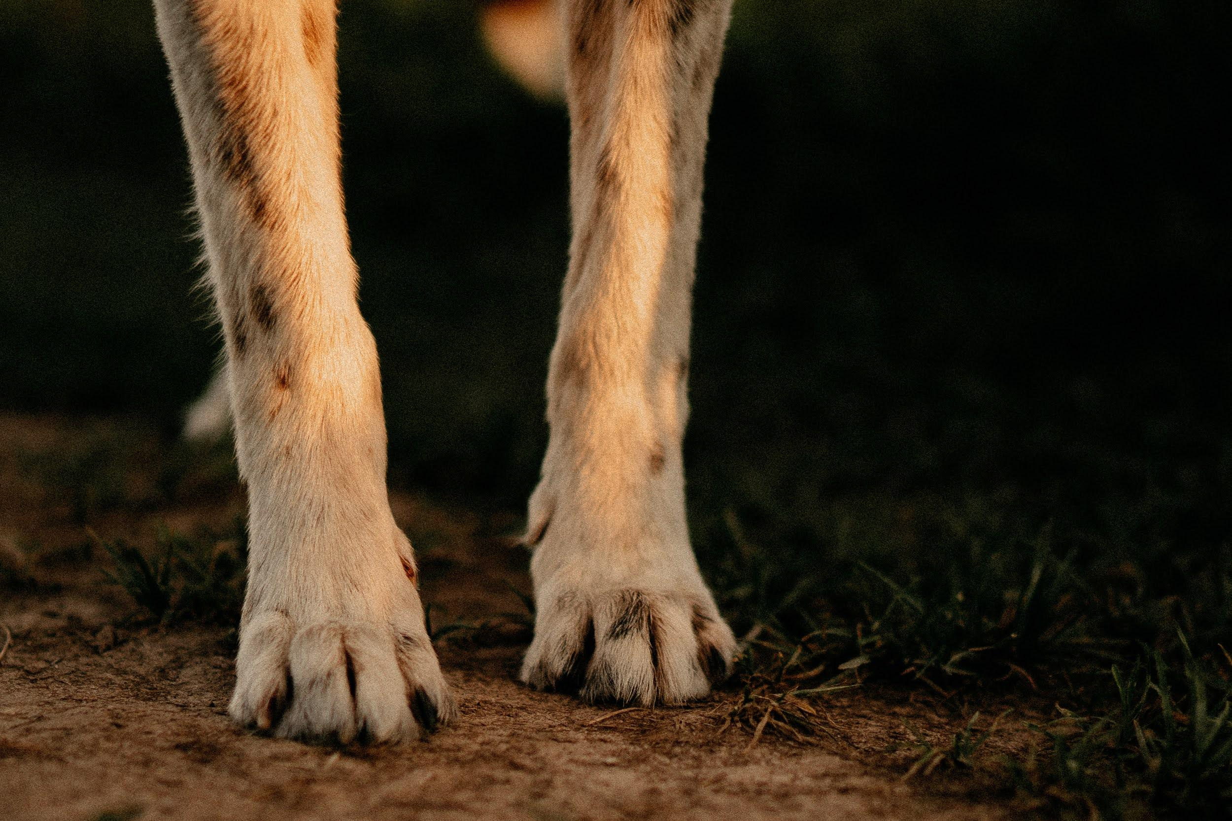 Are they looking for or have found a family. Real moments between people and their dogs