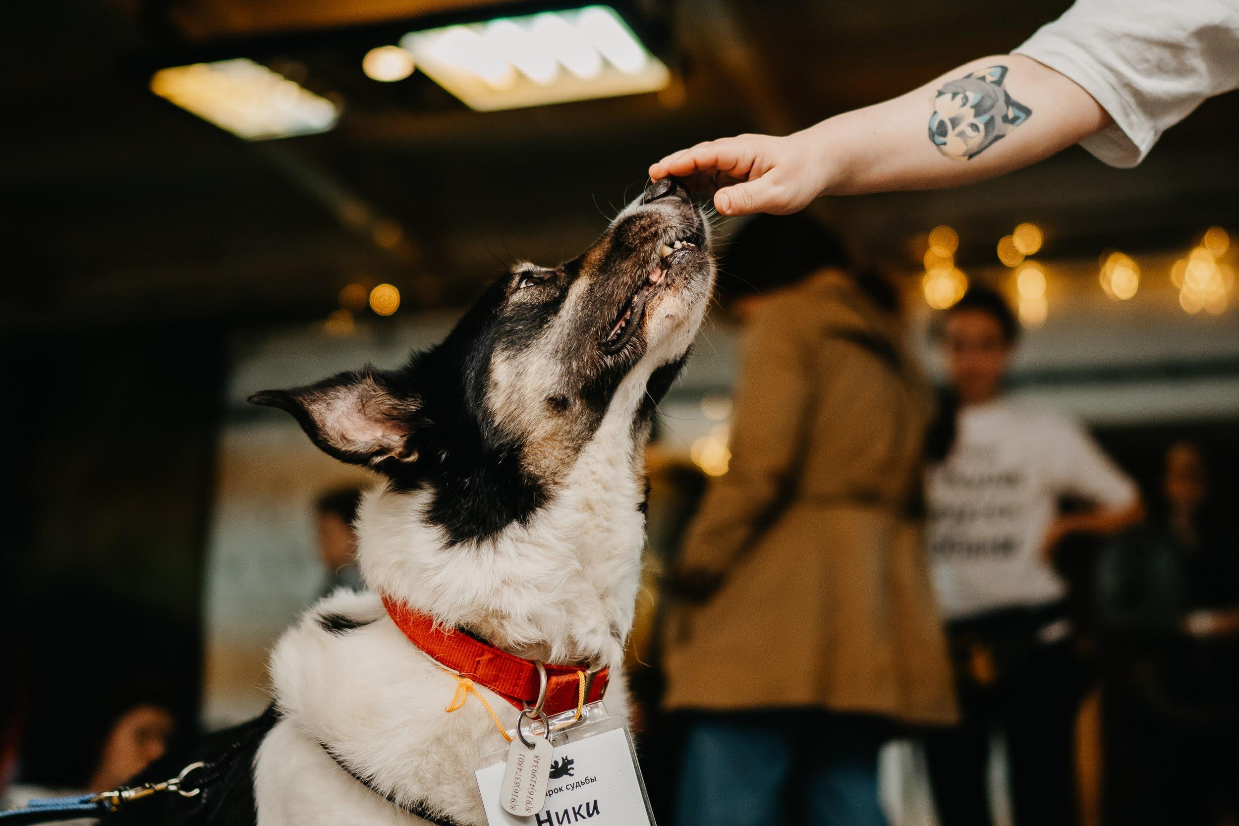 Shelter dogs. Real moments between people and their dogs