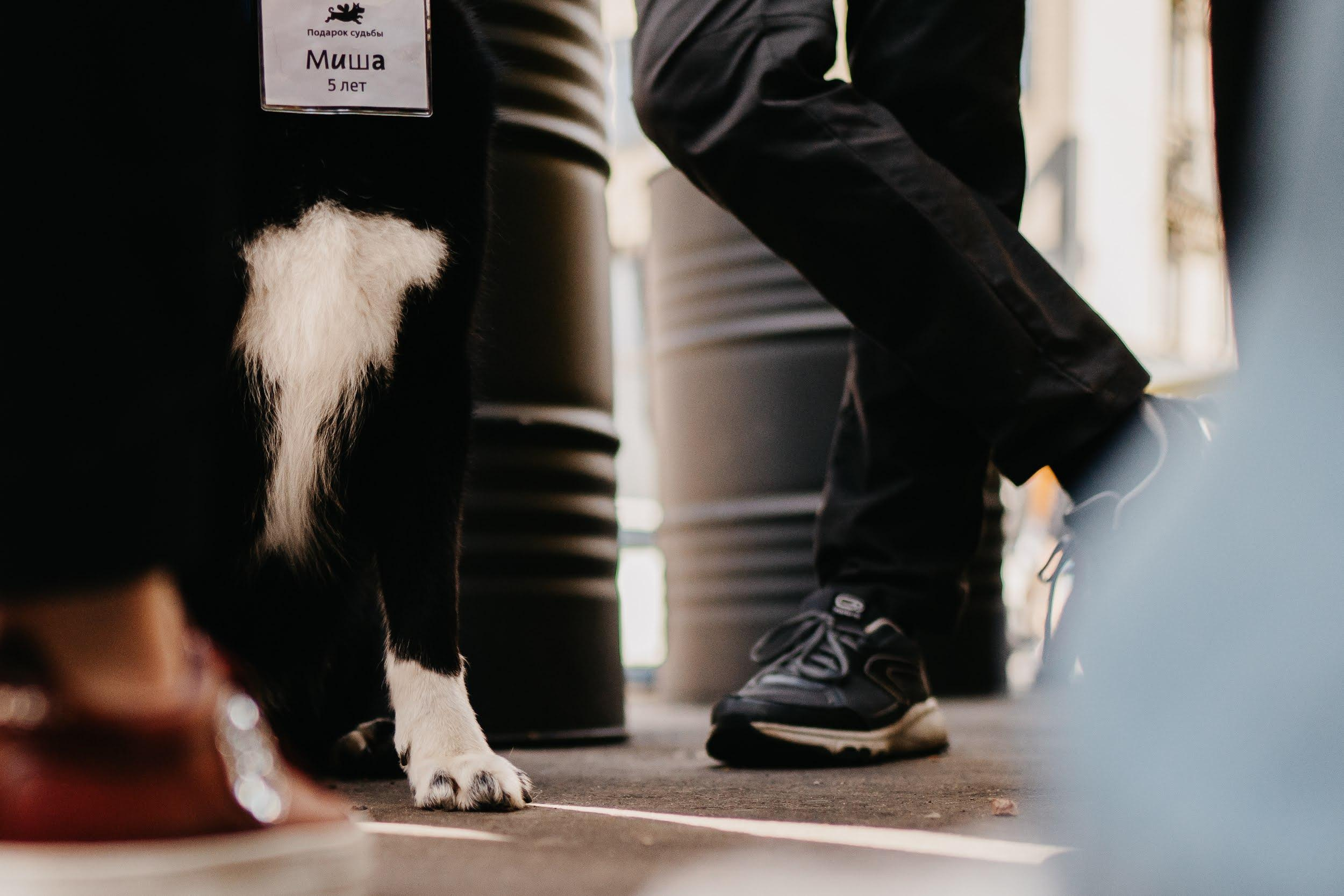 Shelter dogs. Real moments between people and their dogs