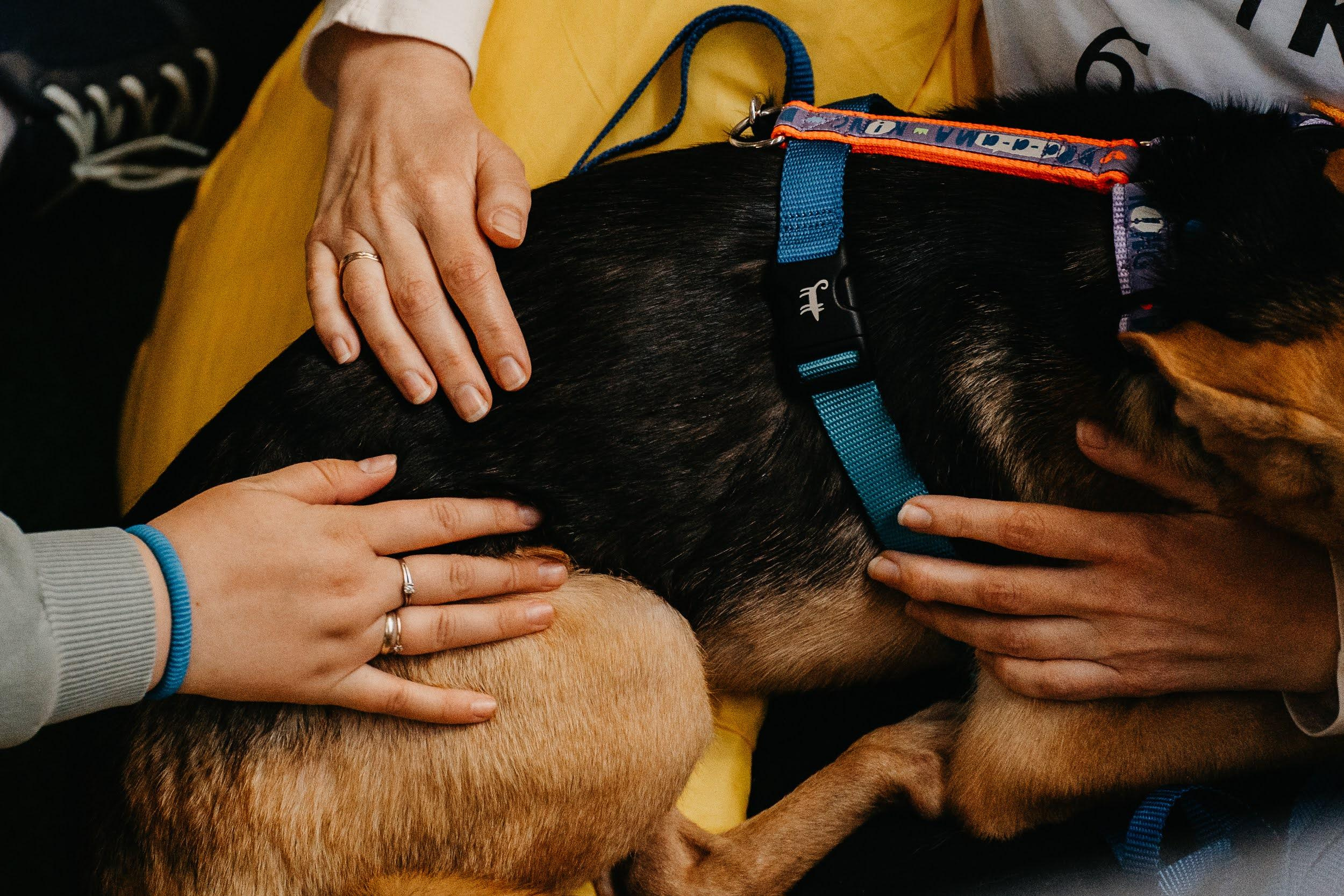 Shelter dogs. Real moments between people and their dogs