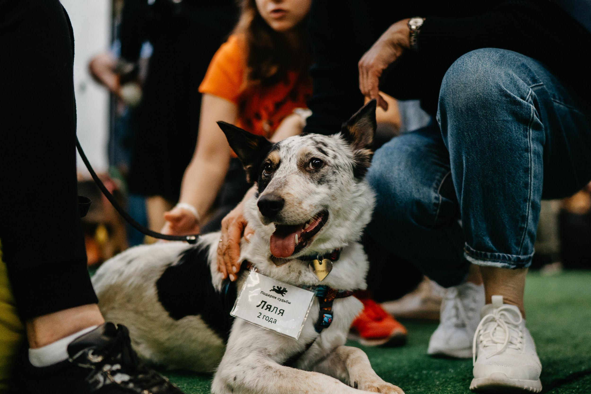 Shelter dogs. Real moments between people and their dogs