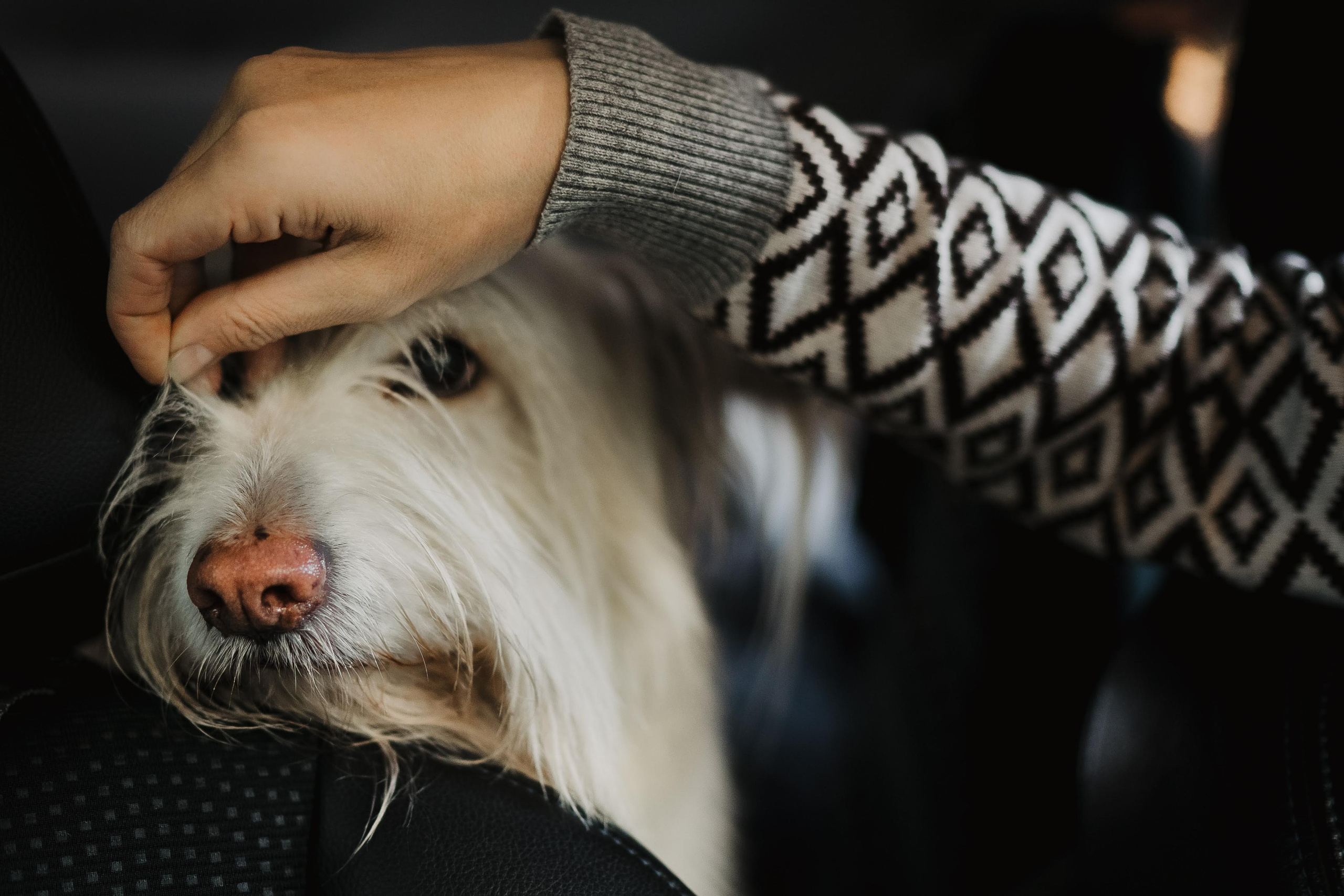 Julia and Marta. Real moments between people and their dogs