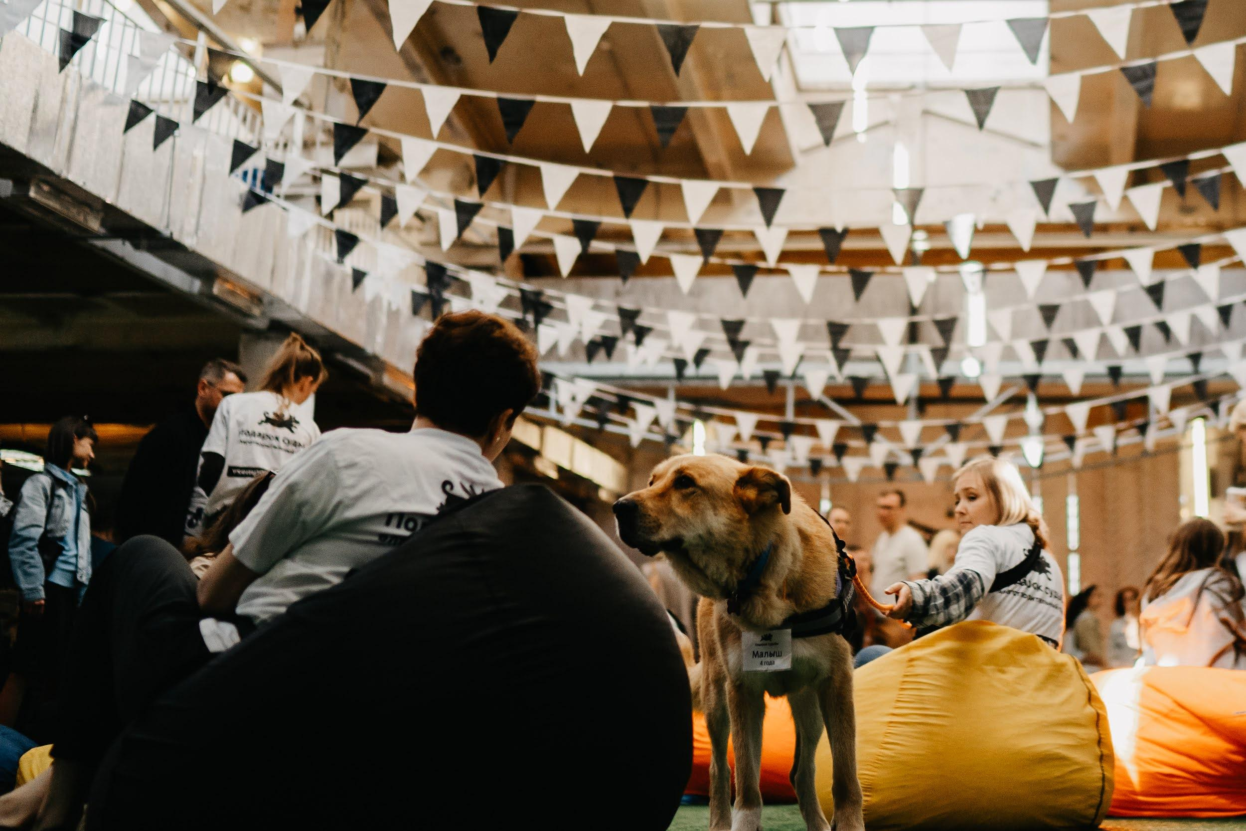 Shelter dogs. Real moments between people and their dogs