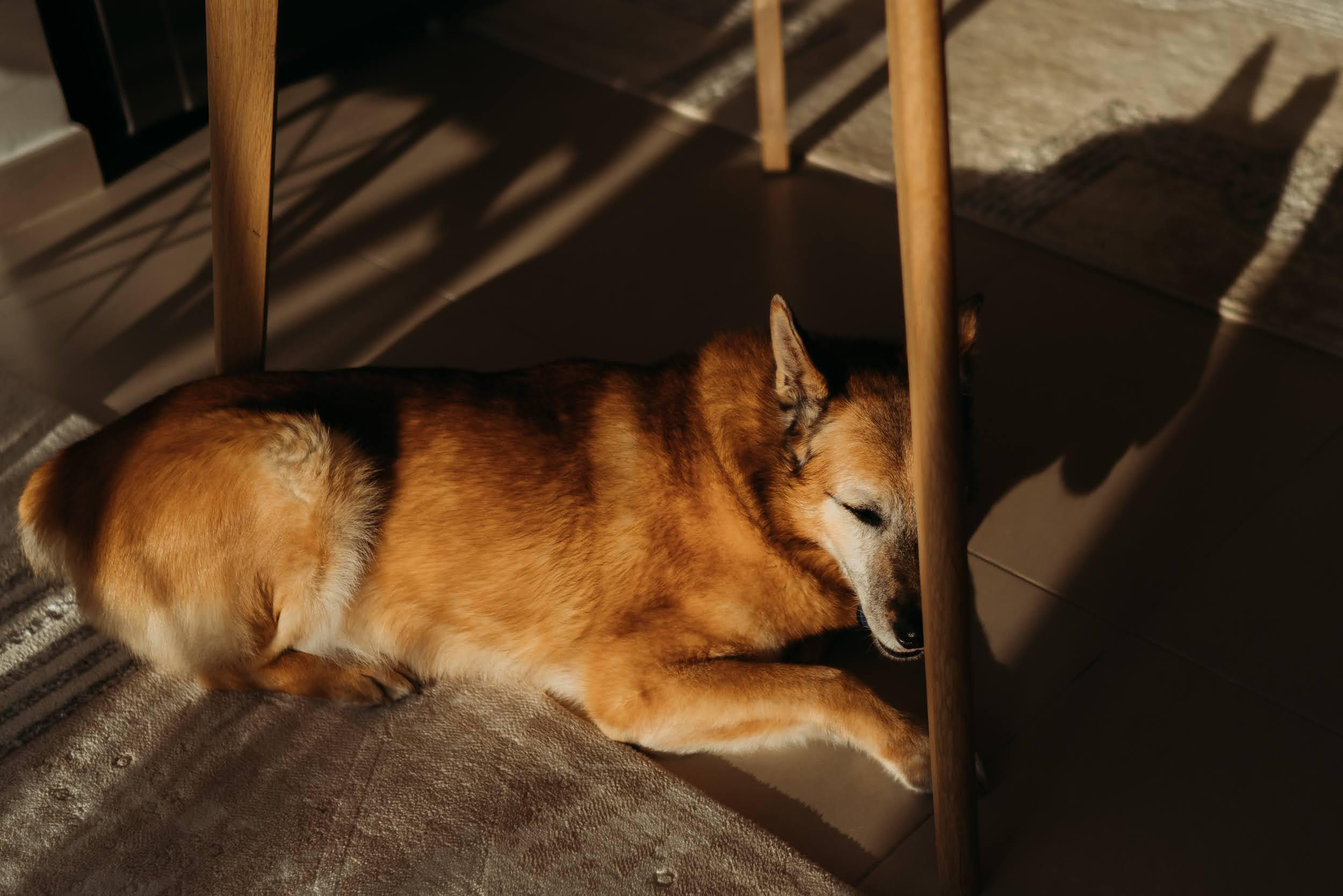 Violet and Hvostik. Real moments between people and their dogs