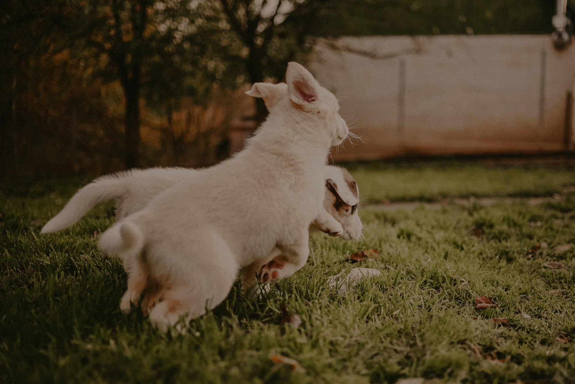 Are they looking for or have found a family. Real moments between people and their dogs