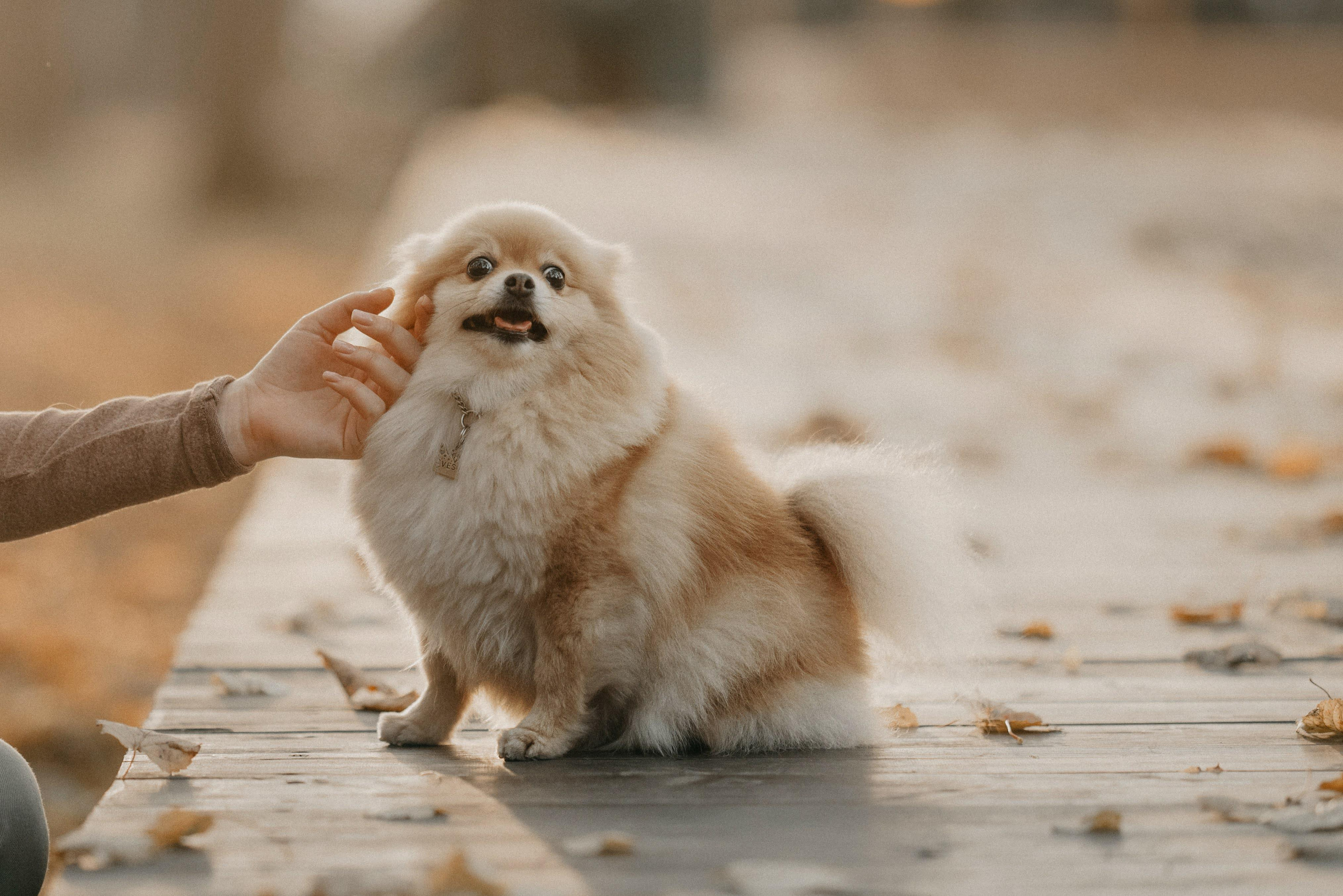 Anastasia and Vesta. Real moments between people and their dogs