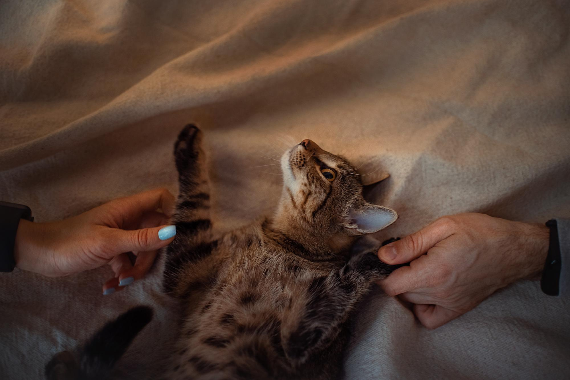 Are they looking for or have found a family. Real moments between people and their dogs