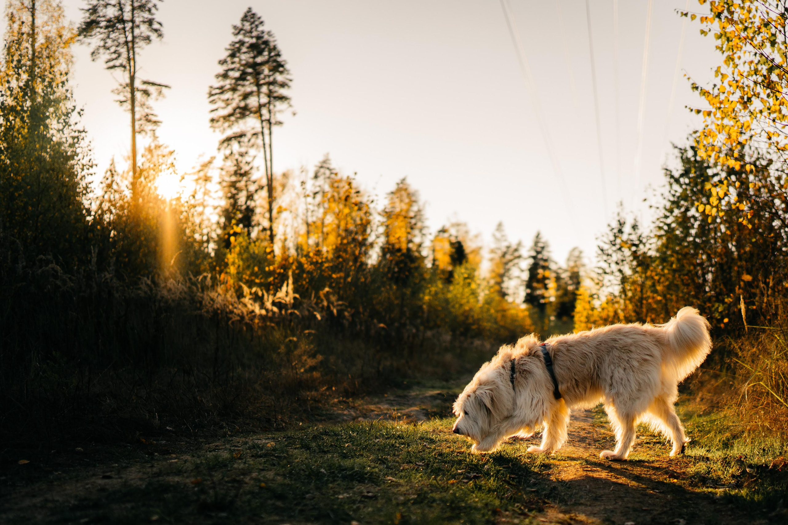 Julia and Marta. Real moments between people and their dogs