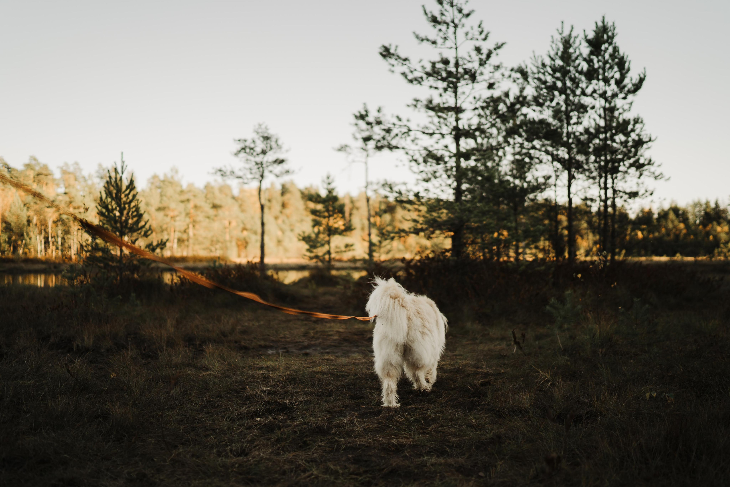 Julia and Marta. Real moments between people and their dogs