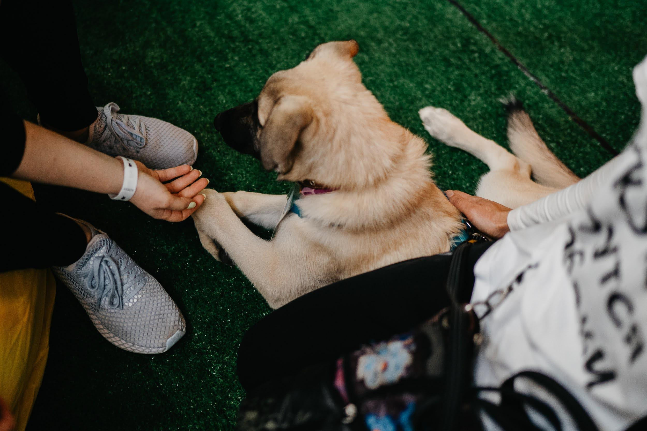 Shelter dogs. Real moments between people and their dogs