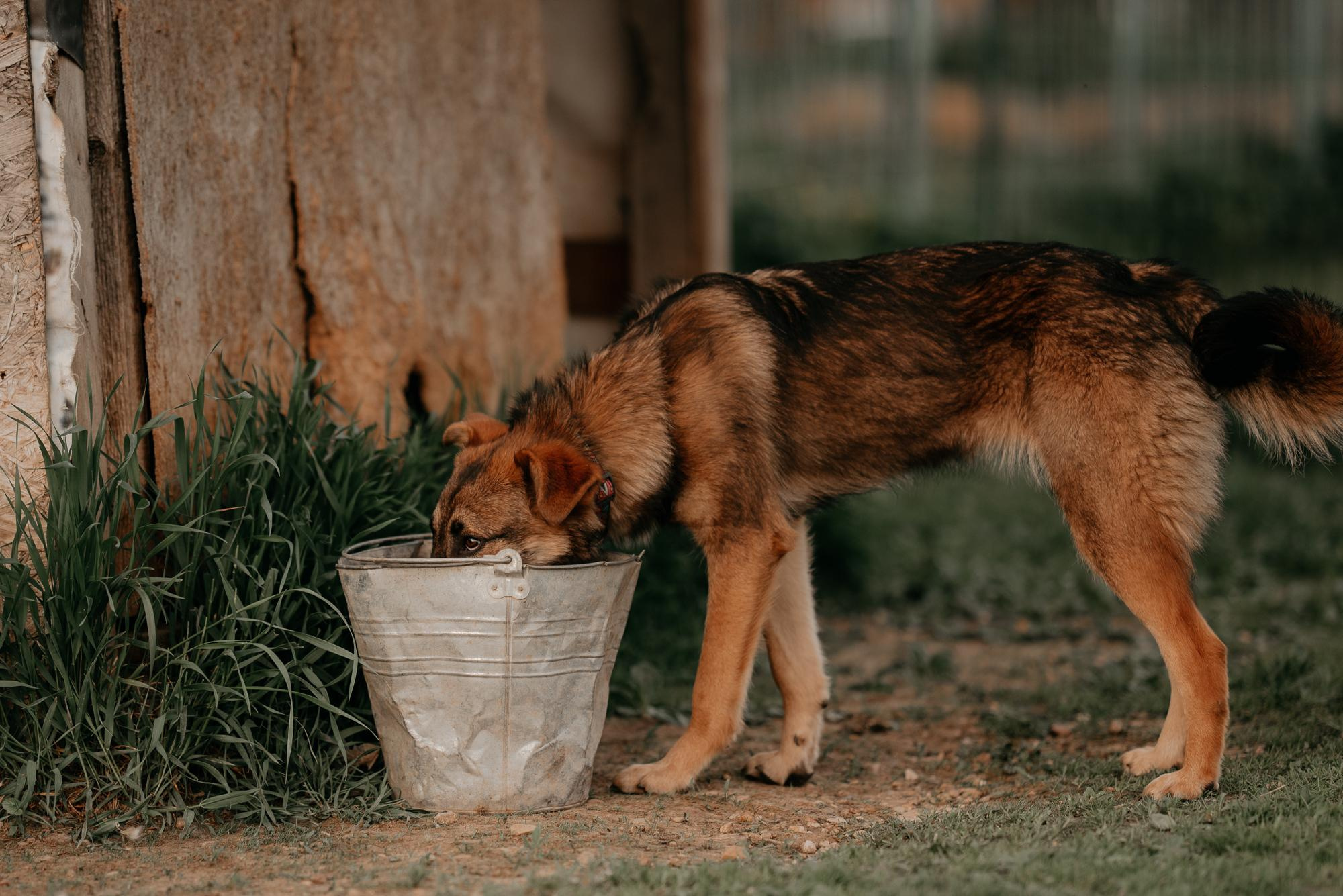 Are they looking for or have found a family. Real moments between people and their dogs