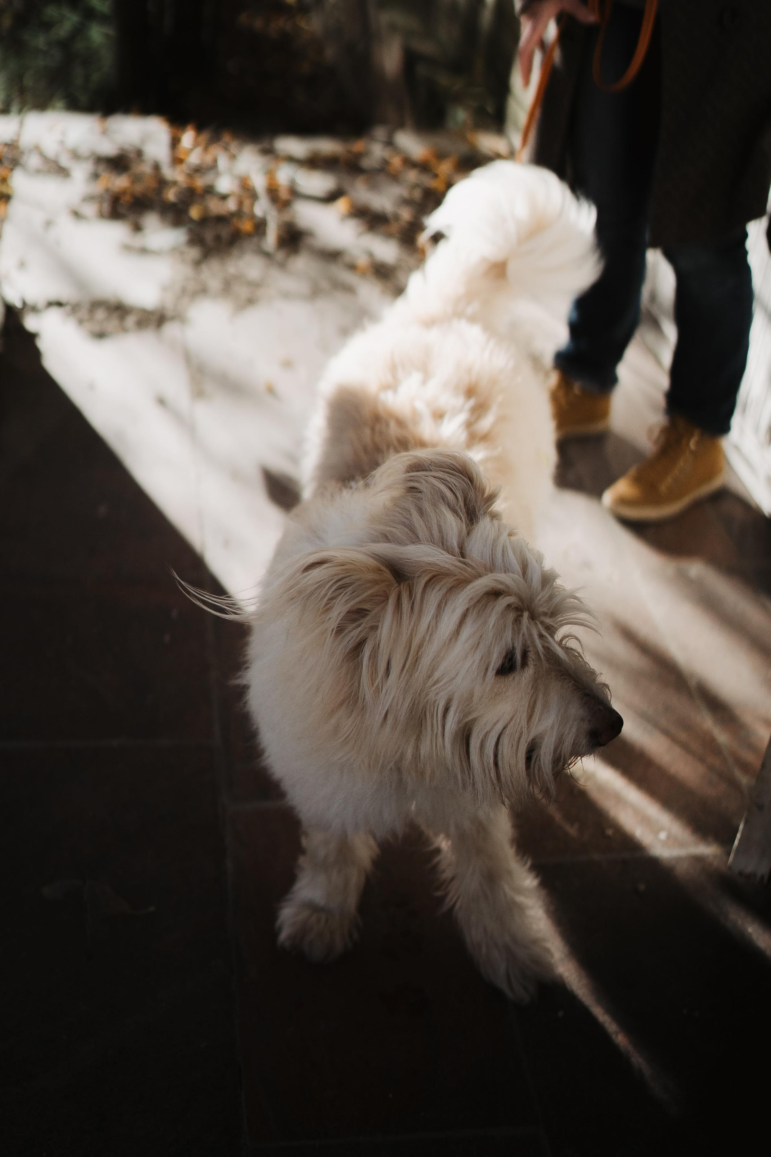Julia and Marta. Real moments between people and their dogs