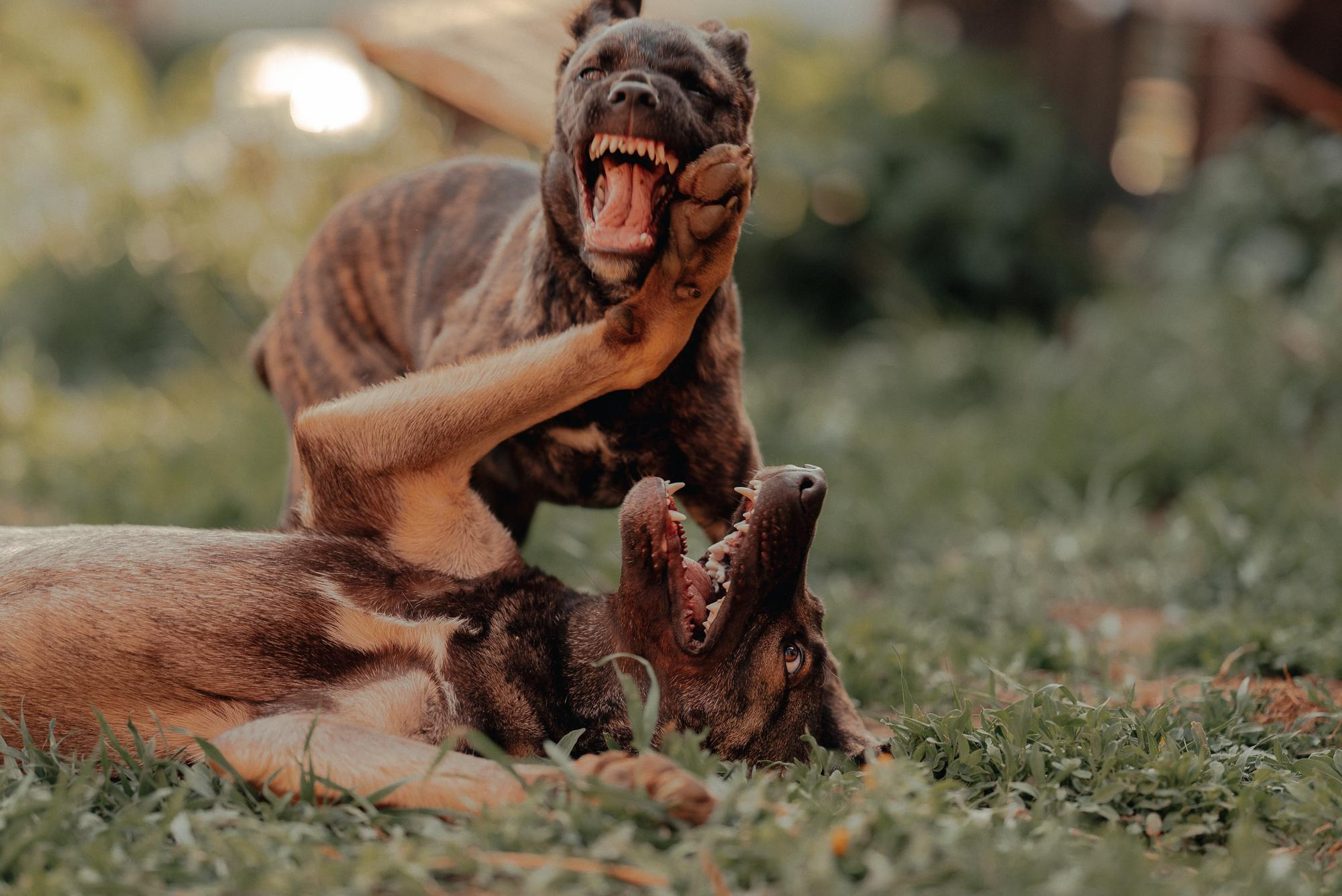 Are they looking for or have found a family. Real moments between people and their dogs