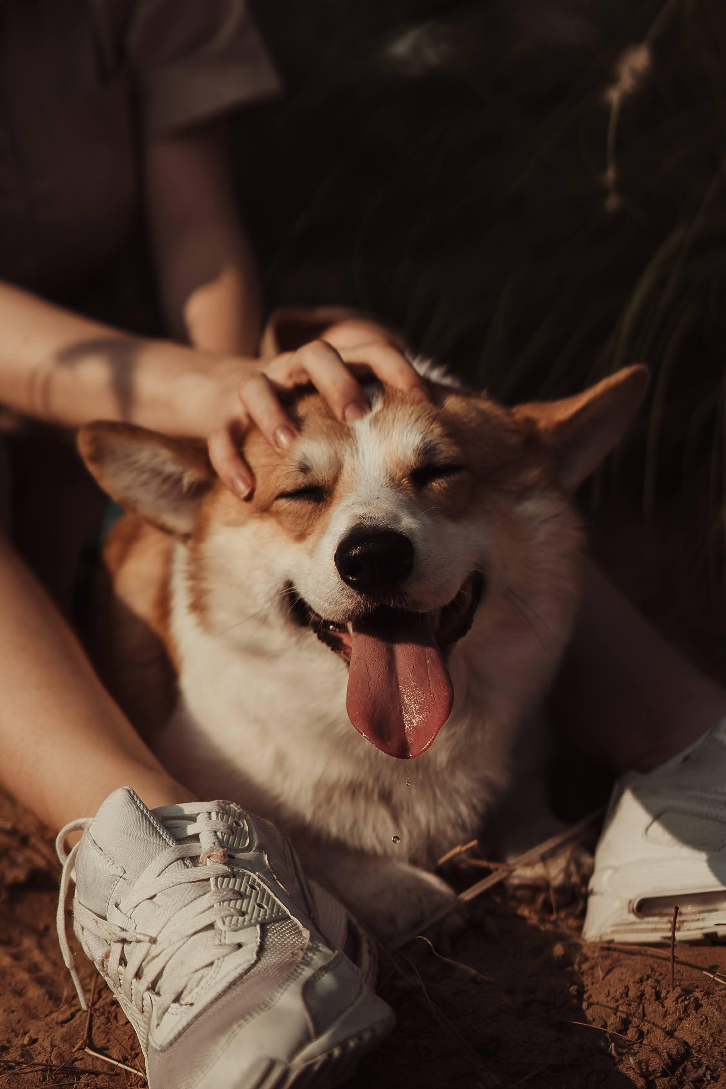 Family photo shoot. Real moments between people and their dogs