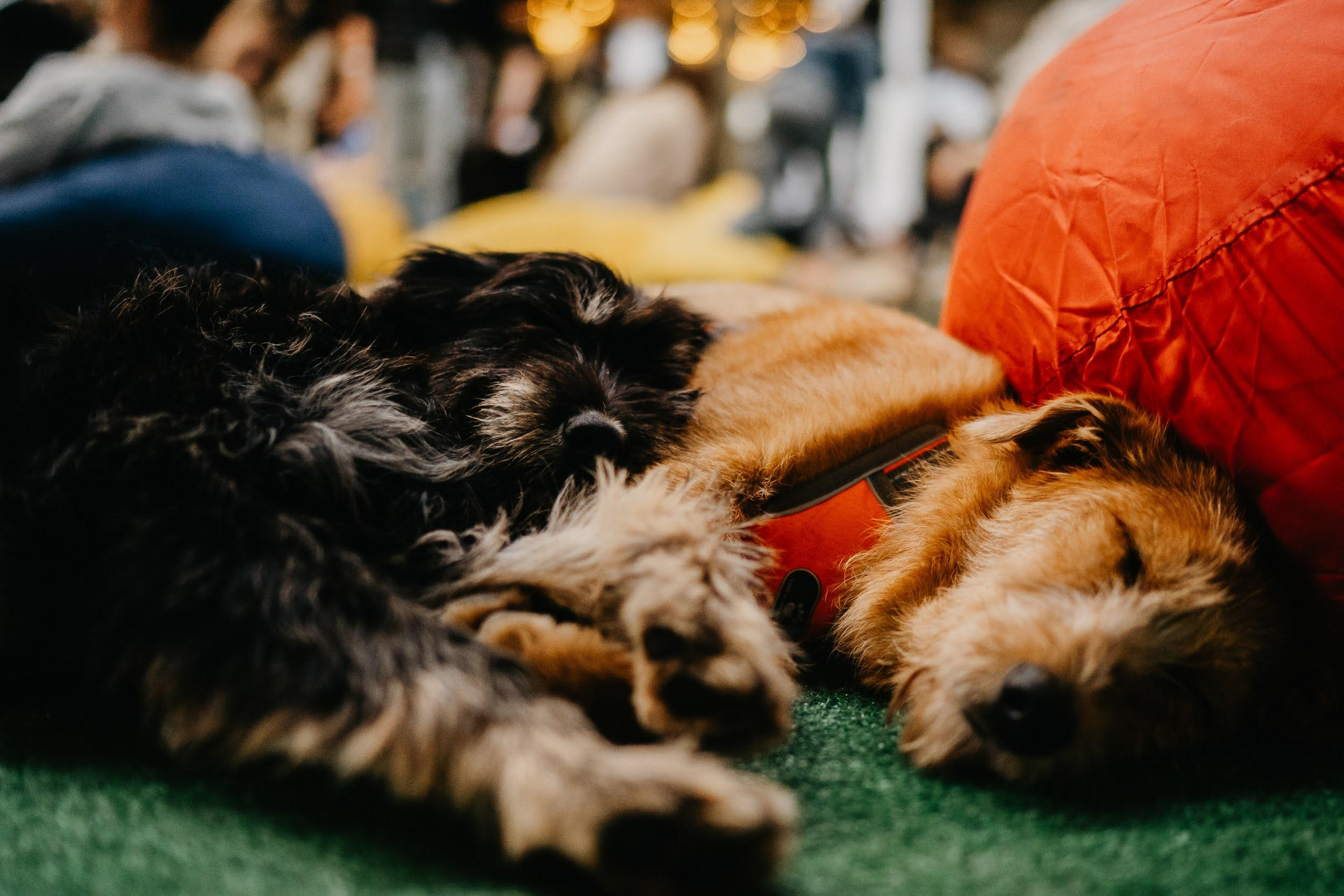 Shelter dogs. Real moments between people and their dogs