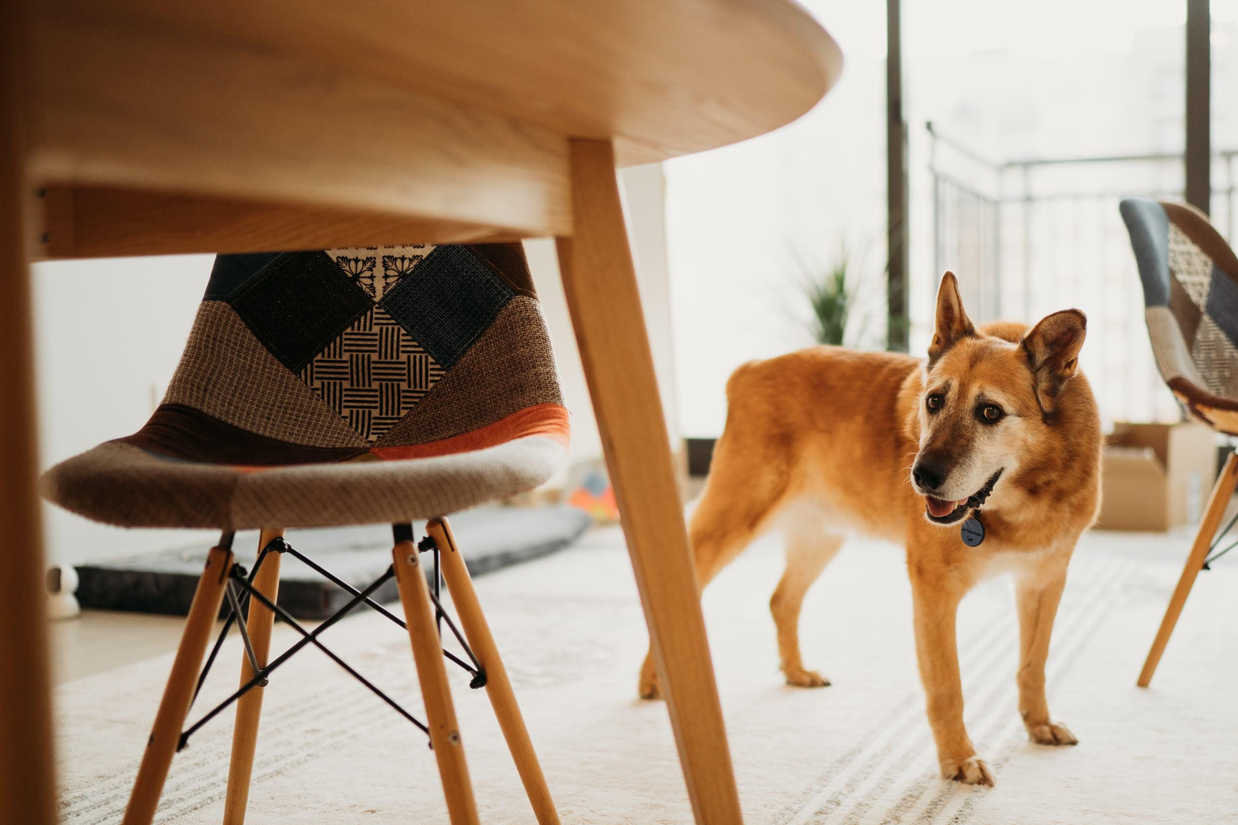 Violet and Hvostik. Real moments between people and their dogs