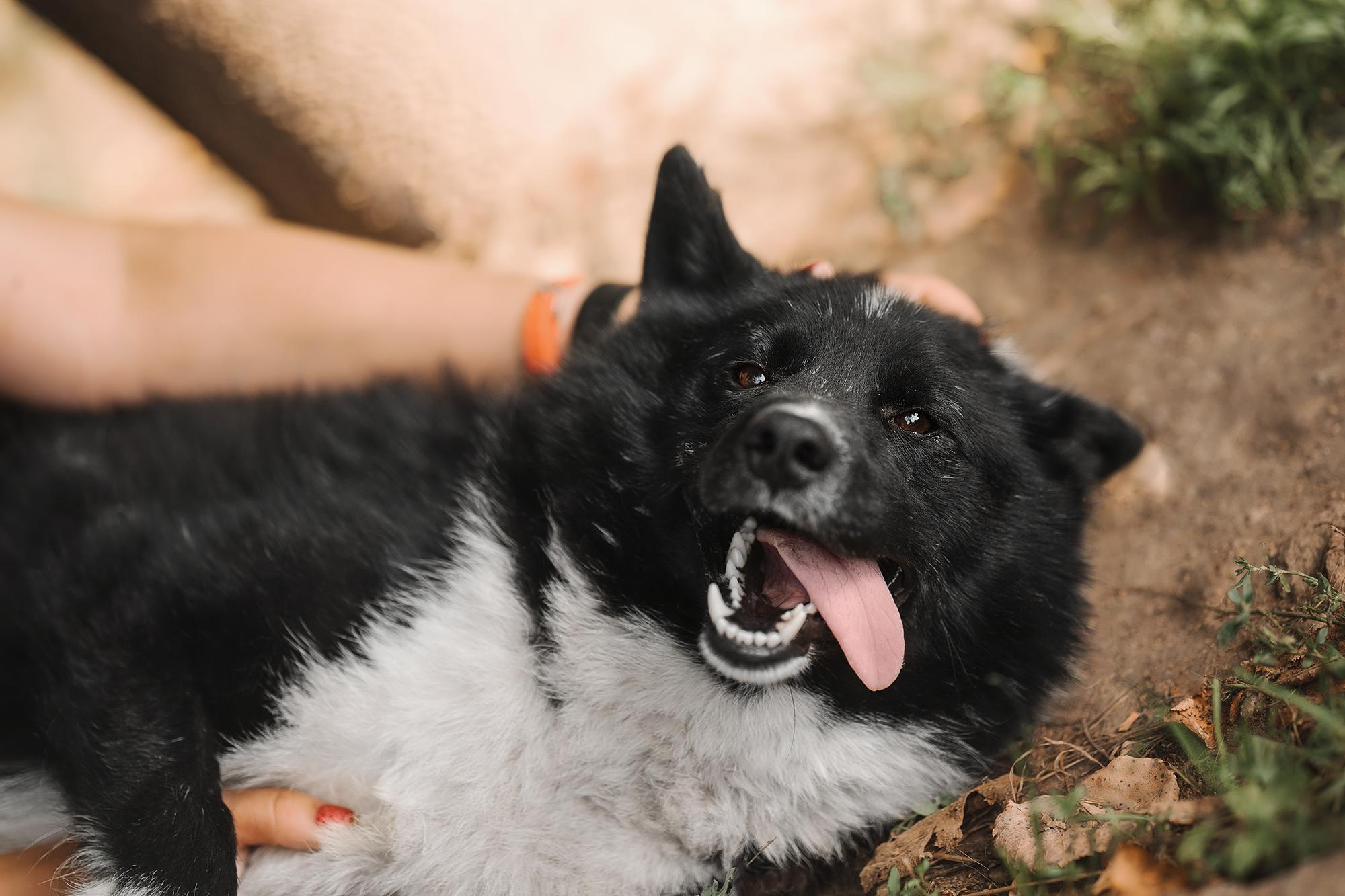 Are they looking for or have found a family. Real moments between people and their dogs