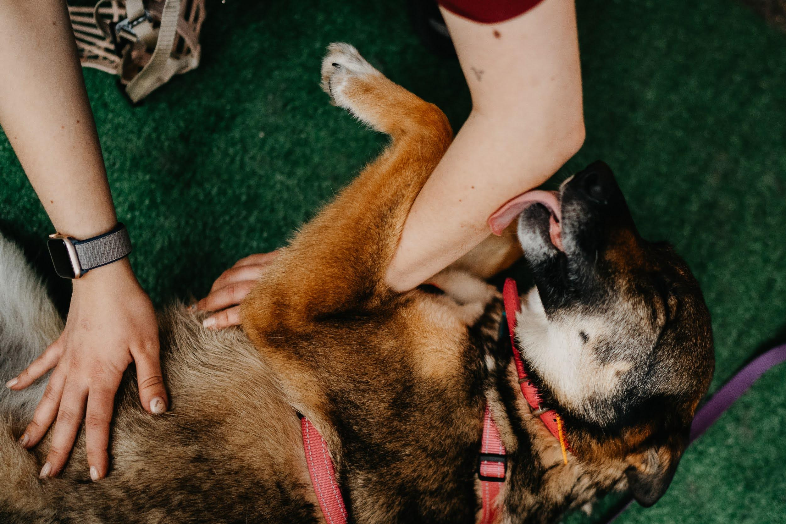 Shelter dogs. Real moments between people and their dogs