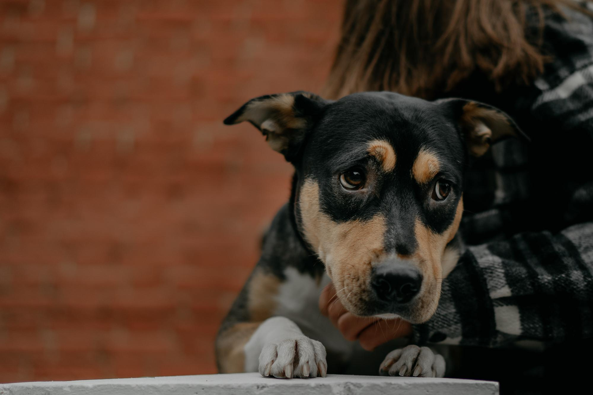 Elena and Molli. Real moments between people and their dogs