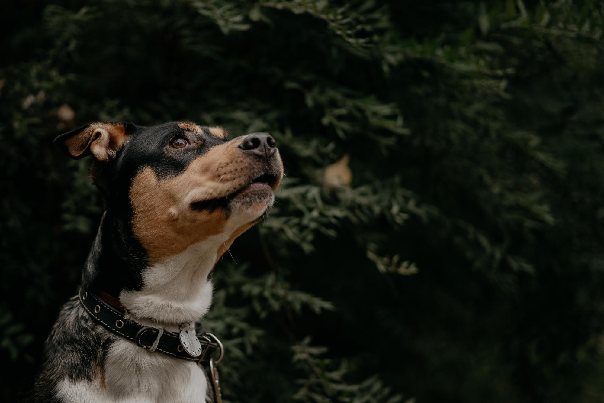 Elena and Molli. Real moments between people and their dogs