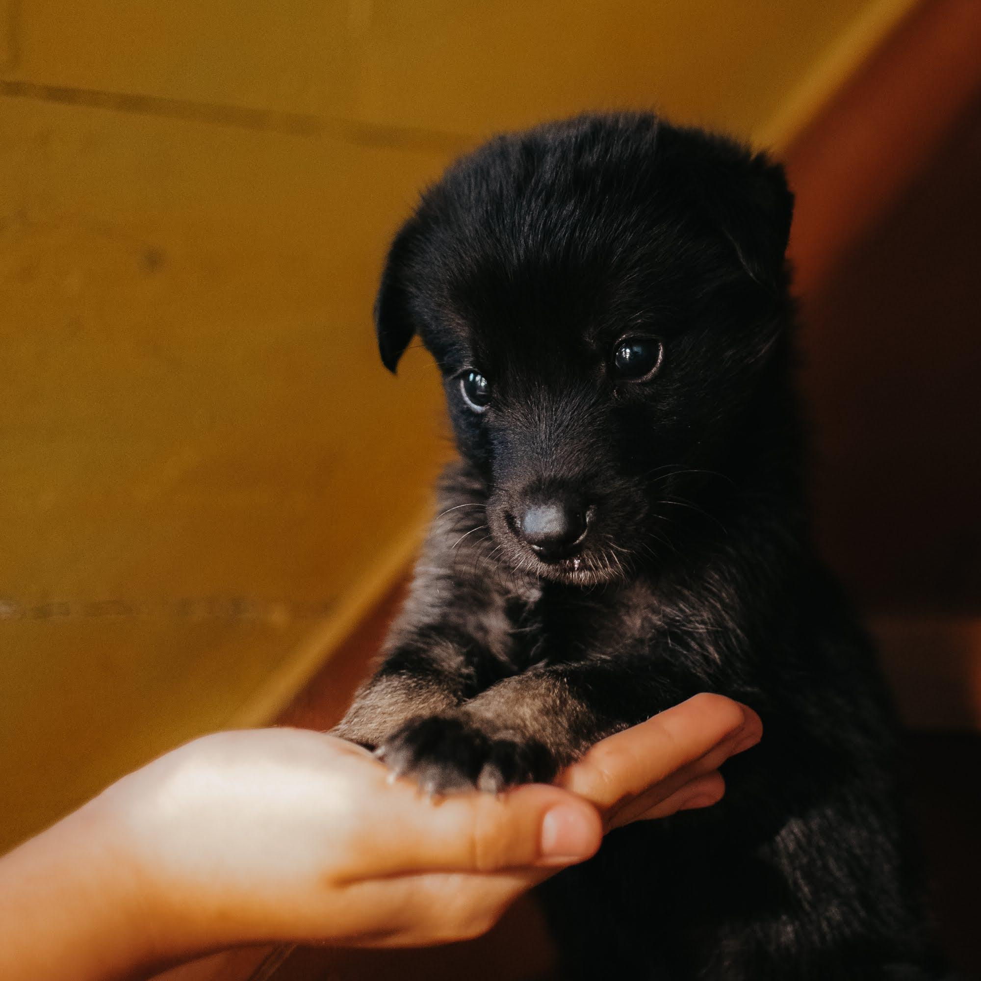 Are they looking for or have found a family. Real moments between people and their dogs