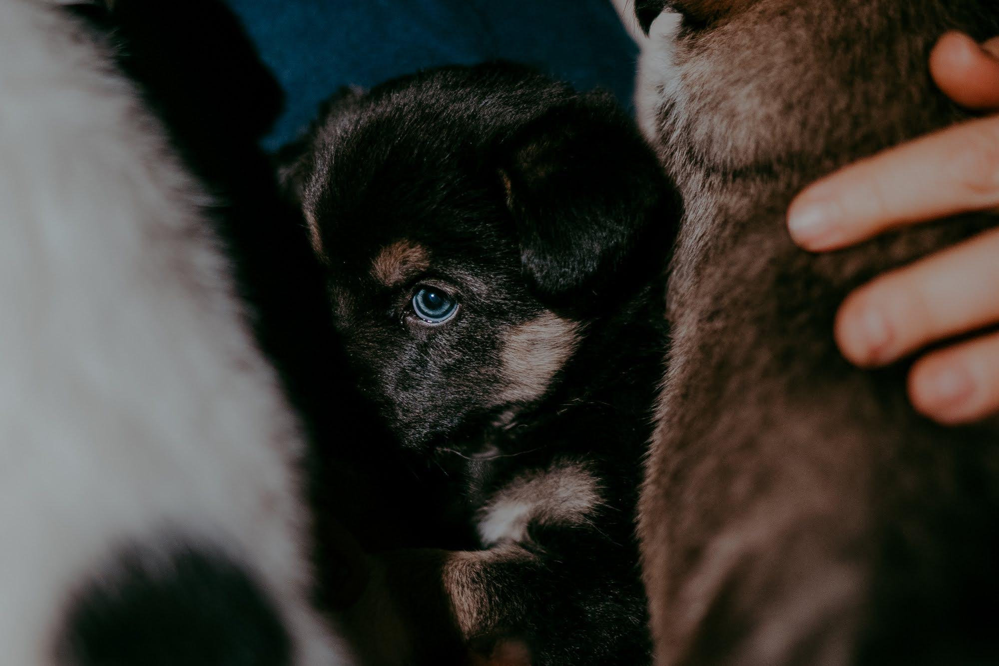 Are they looking for or have found a family. Real moments between people and their dogs