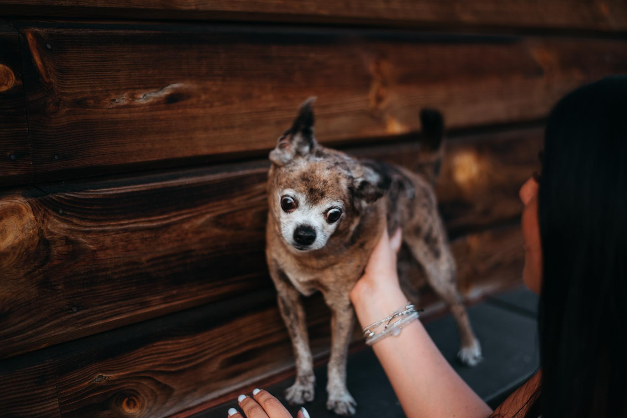 Elena and Vegas. Real moments between people and their dogs