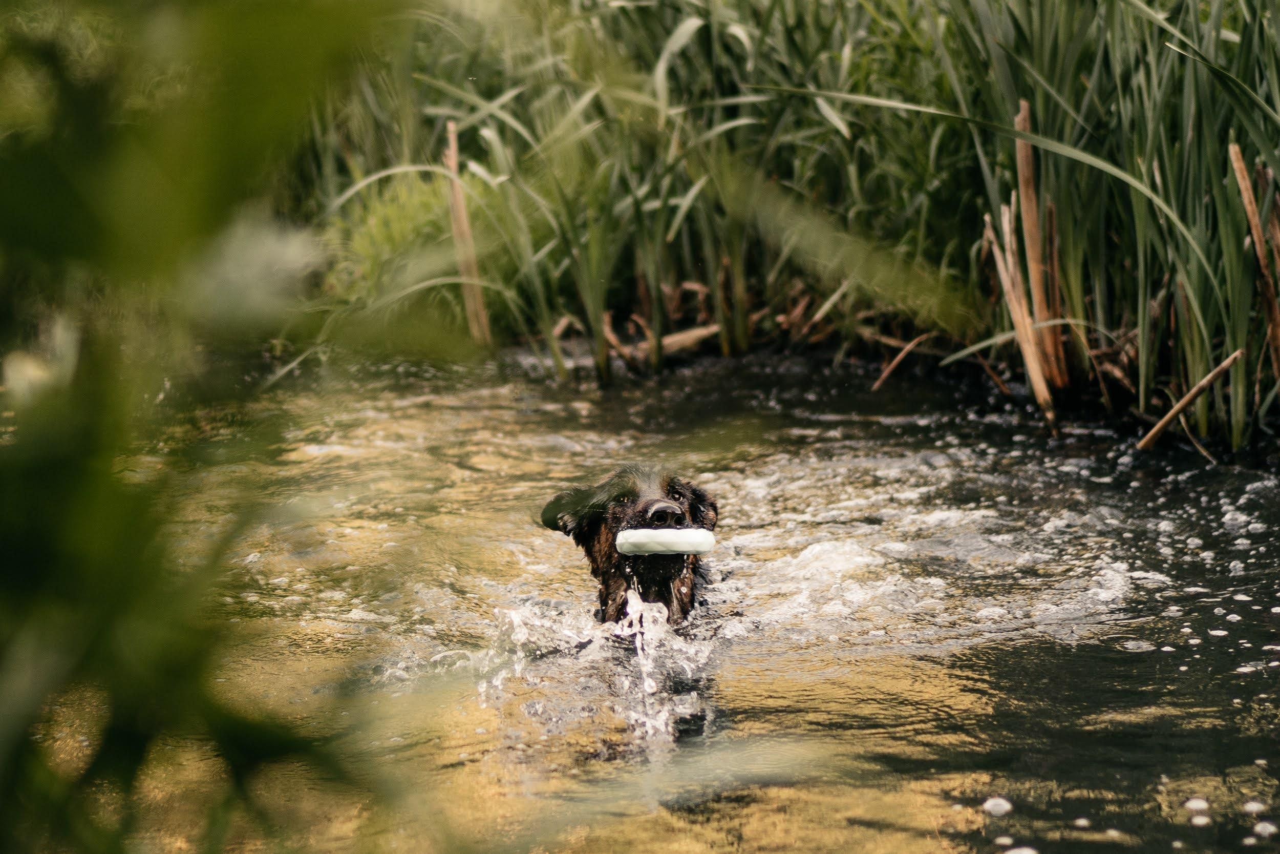 Are they looking for or have found a family. Real moments between people and their dogs