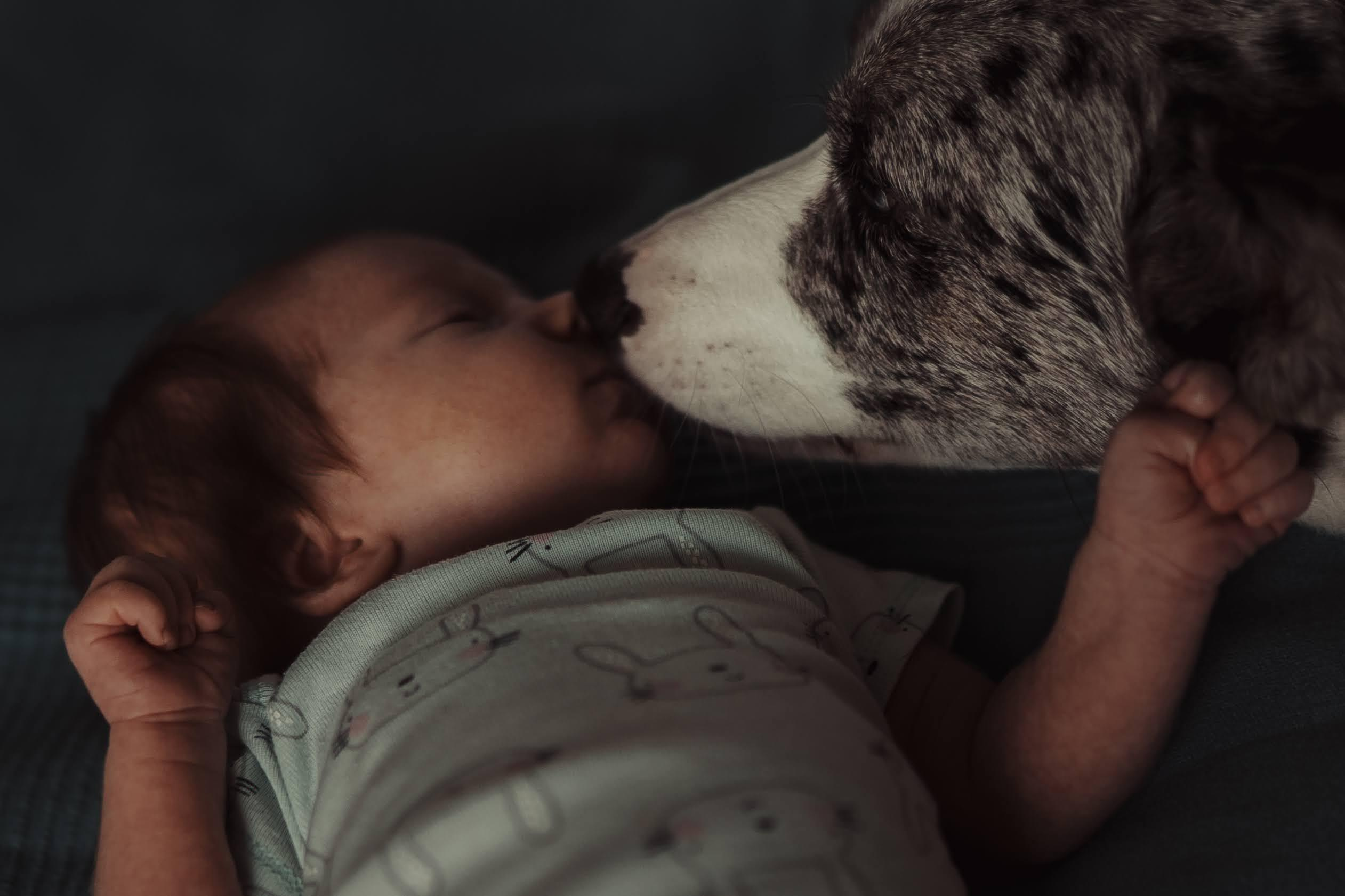 Family photo shoot. Real moments between people and their dogs