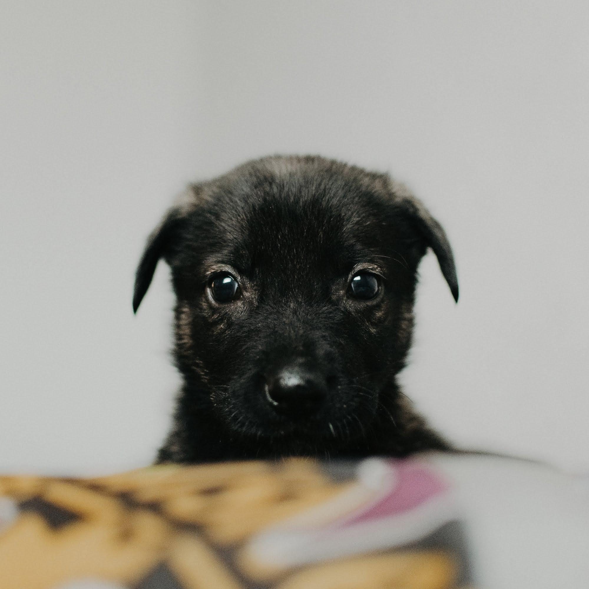 Are they looking for or have found a family. Real moments between people and their dogs