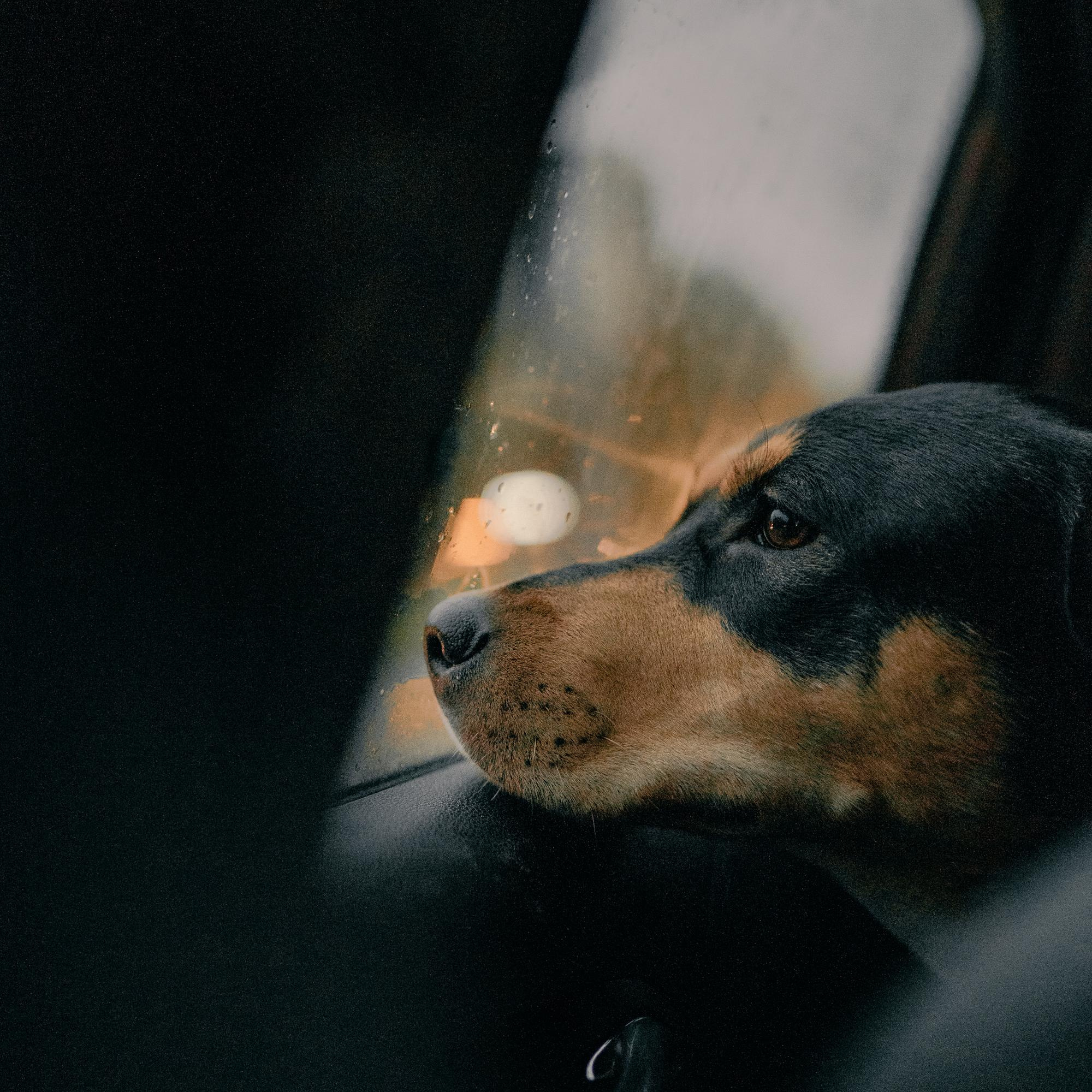 Elena and Molli. Real moments between people and their dogs