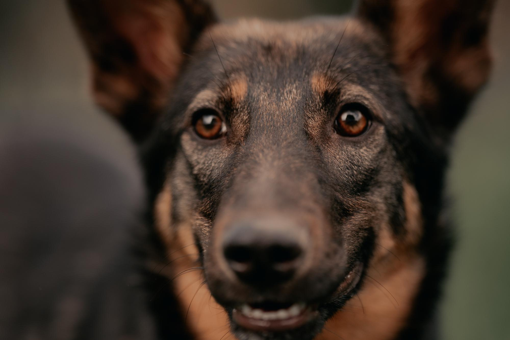 Are they looking for or have found a family. Real moments between people and their dogs