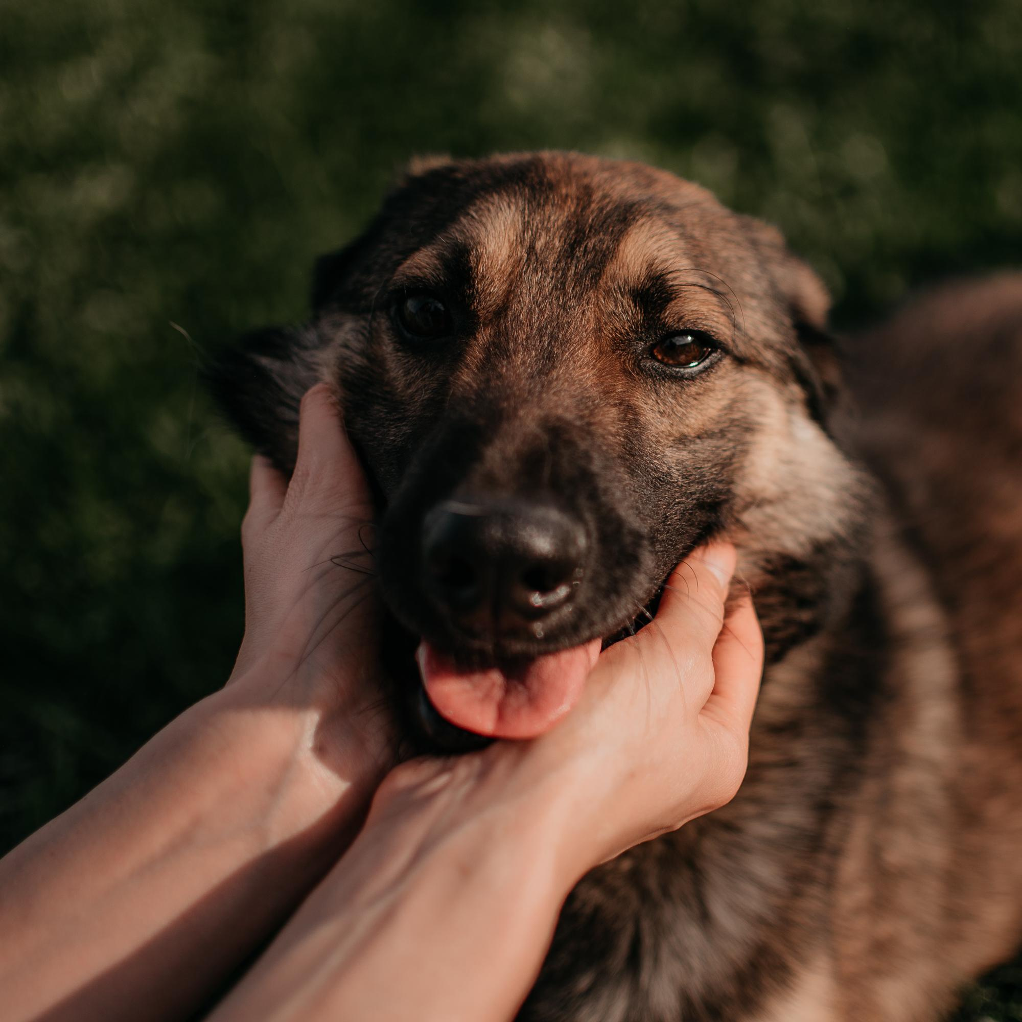 Are they looking for or have found a family. Real moments between people and their dogs