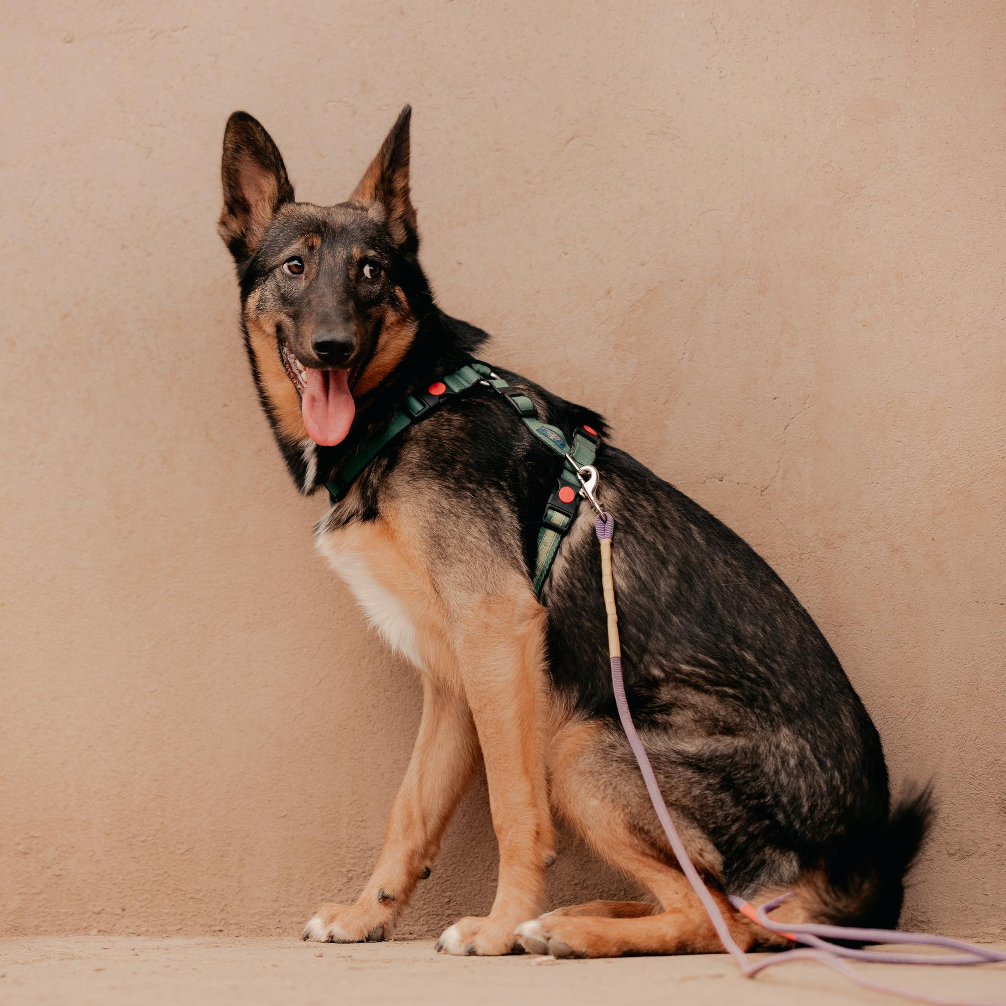 Are they looking for or have found a family. Real moments between people and their dogs