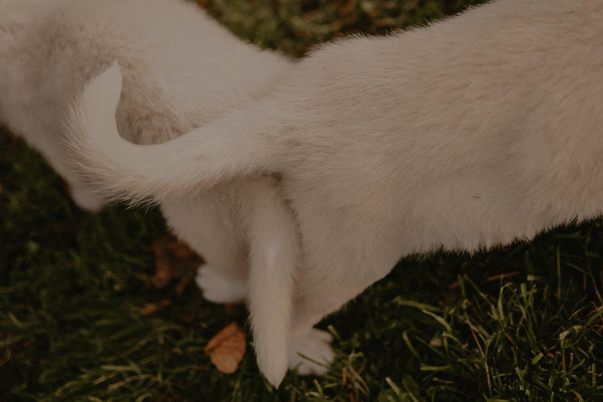 Are they looking for or have found a family. Real moments between people and their dogs