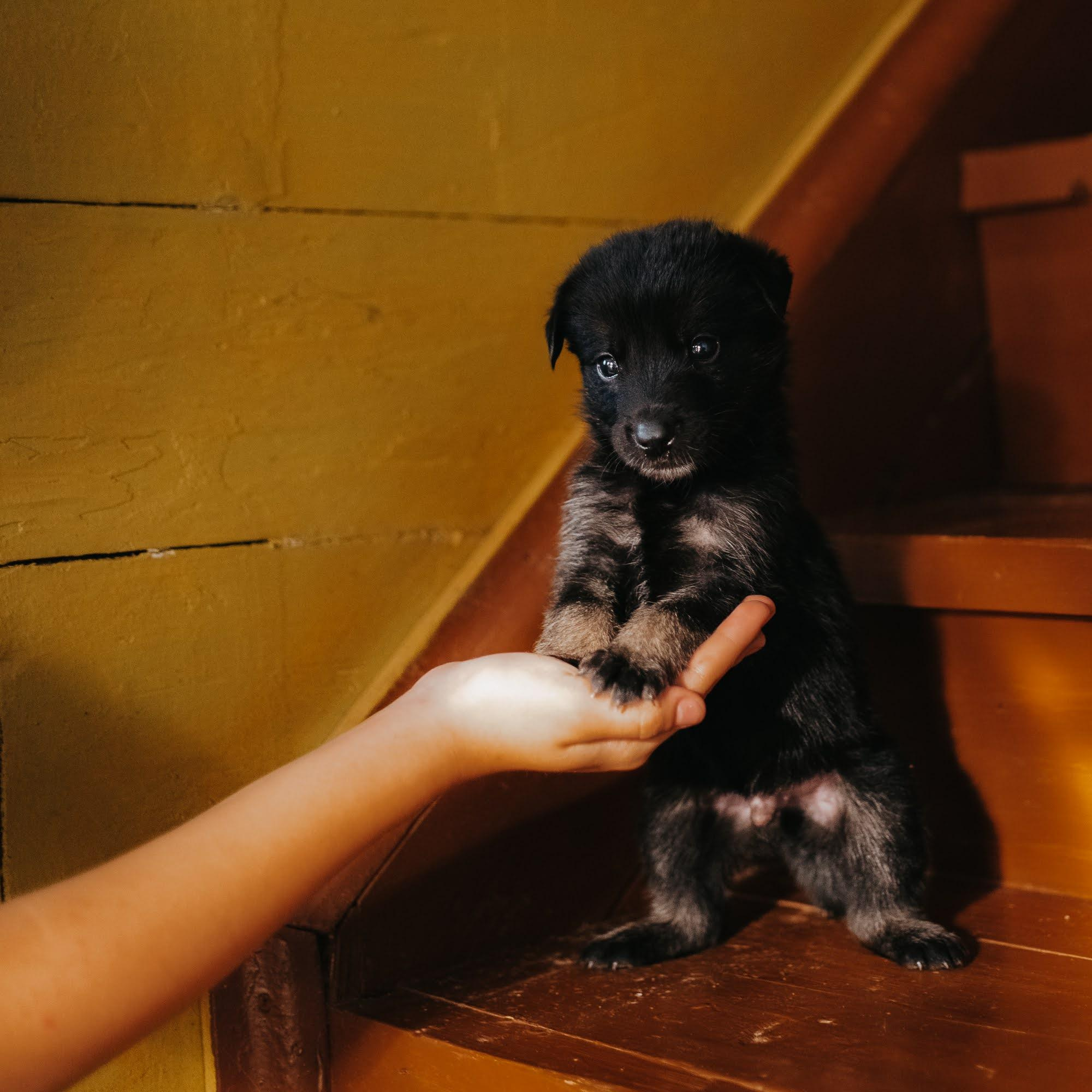 Are they looking for or have found a family. Real moments between people and their dogs
